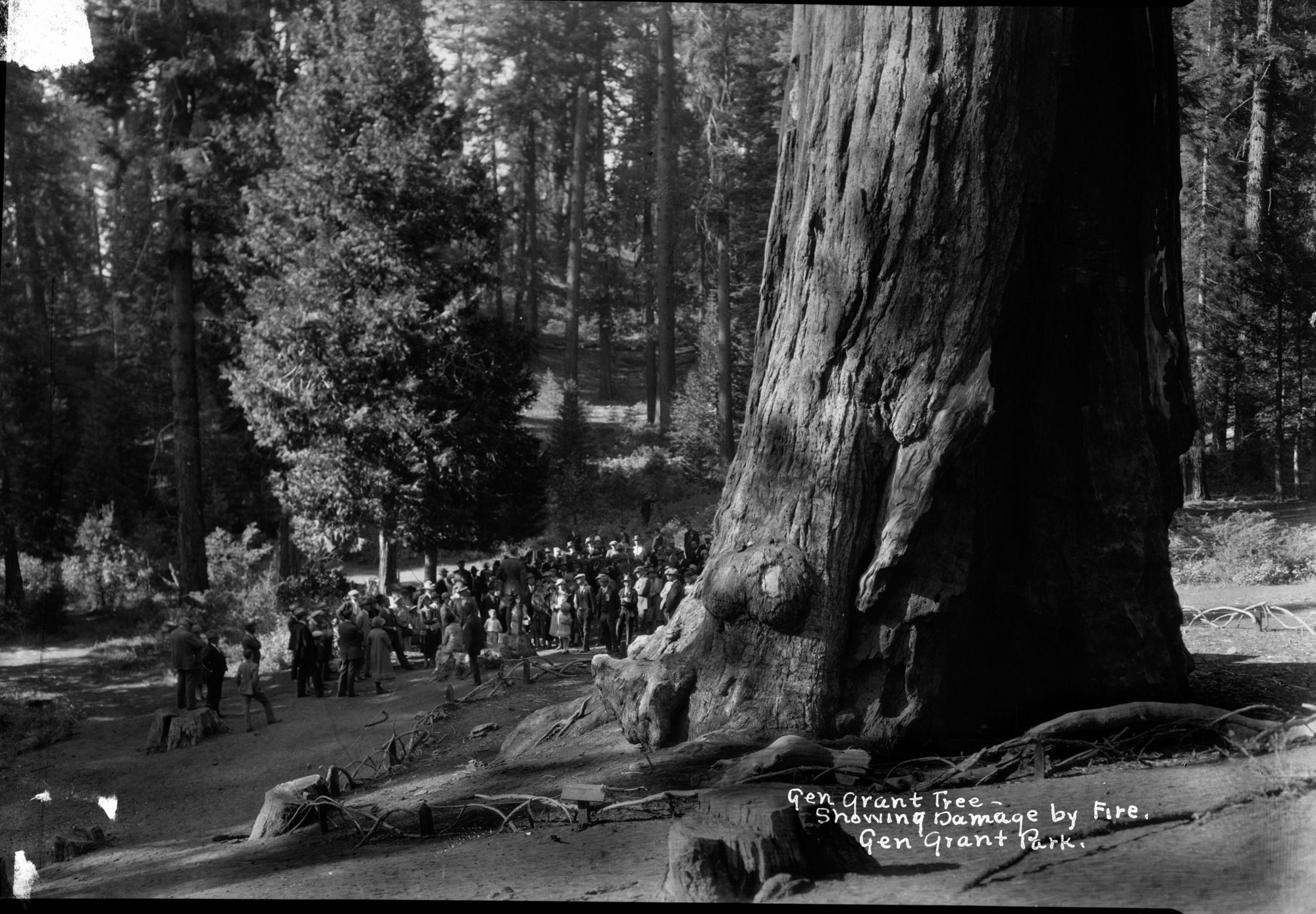 SEKI Roberts Collection Series: 2 Negatives; 13 Sequoias