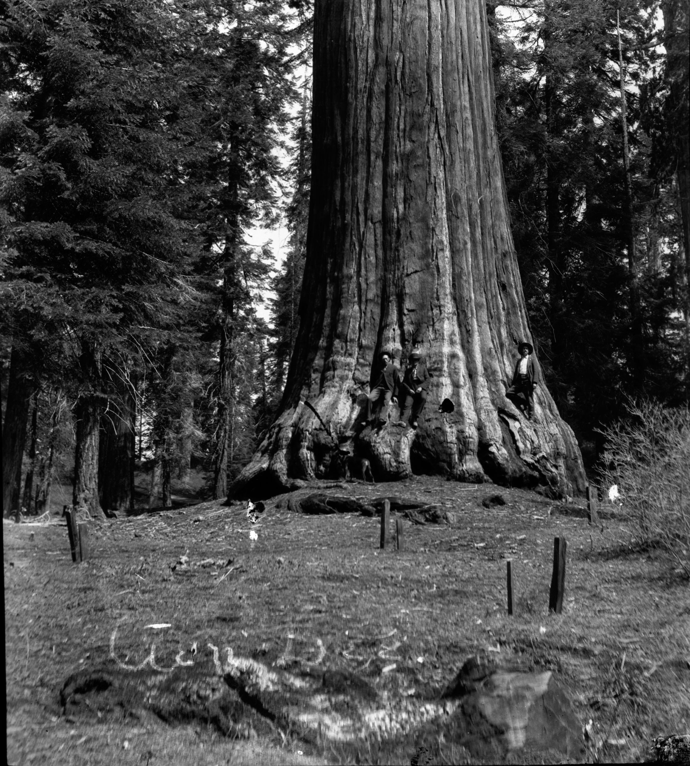 SEKI Roberts Collection Series: 2 Negatives; 13 Sequoias