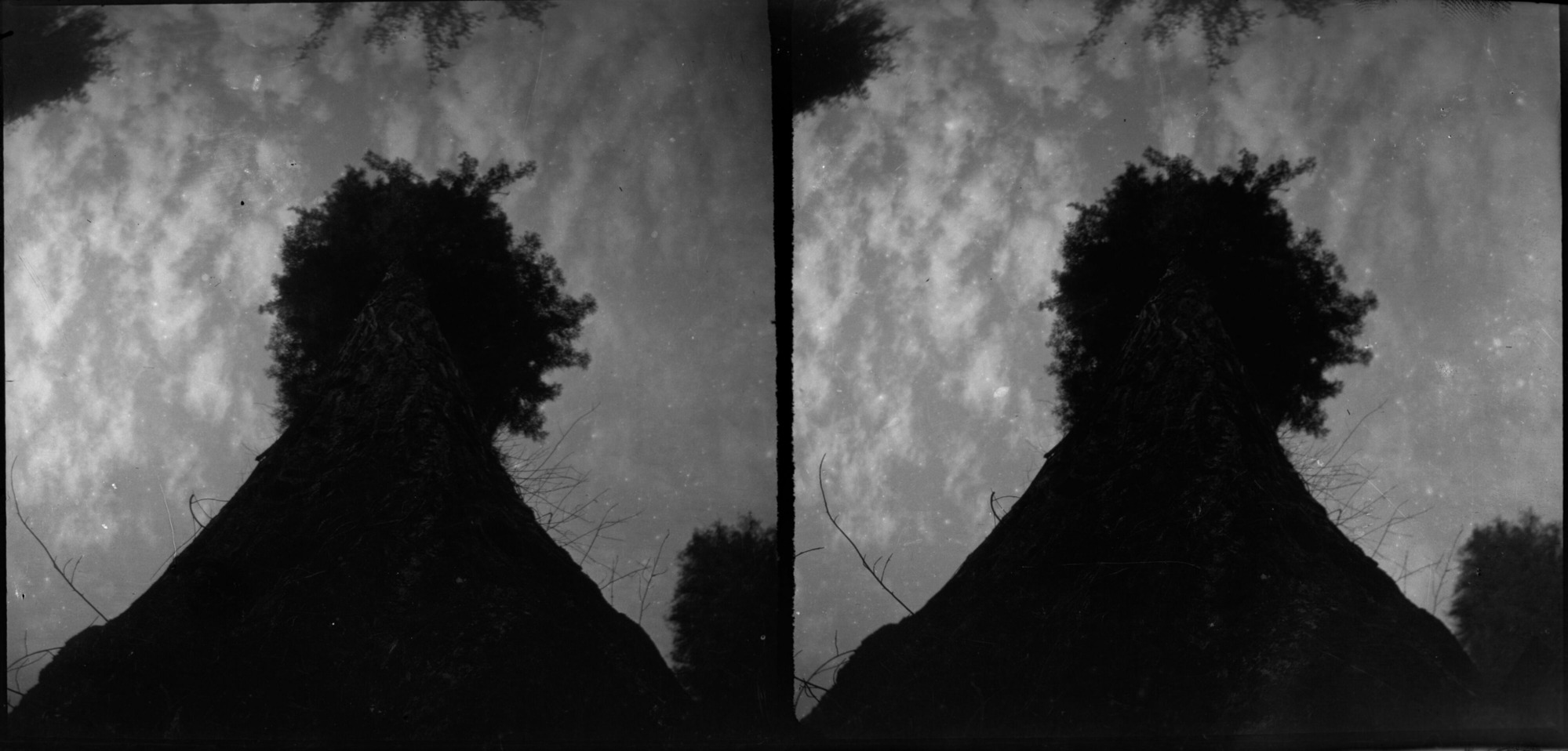 SEKI Roberts Collection Series: 2 Negatives; 15 Stereographs
