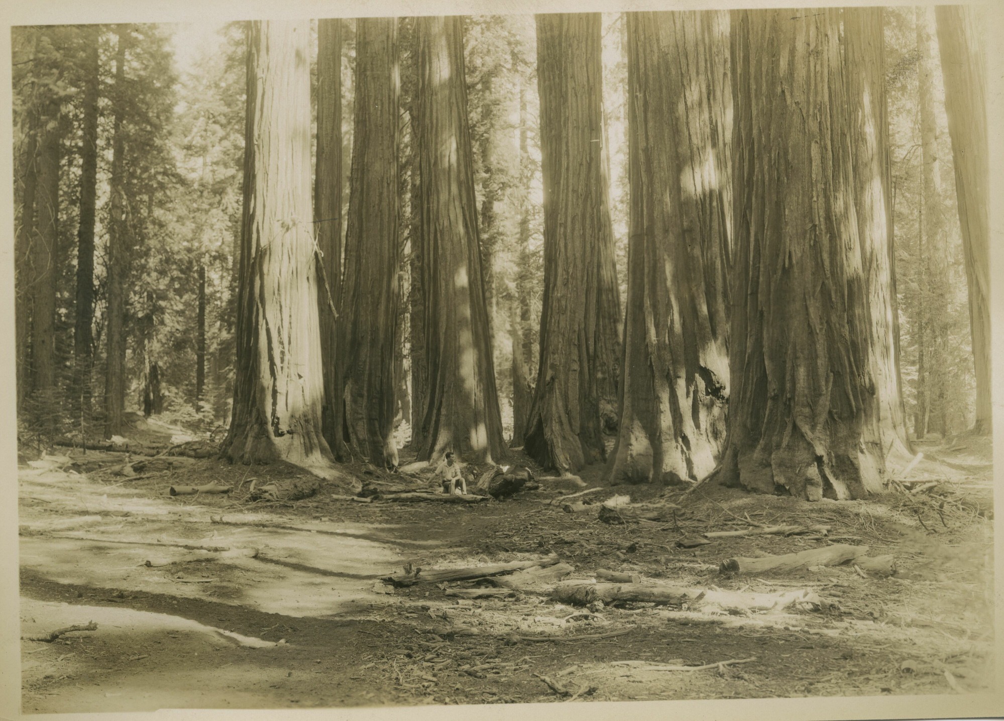 SEKI Roberts Collection Series: 3 Prints; 1 Small; 13 Sequoias