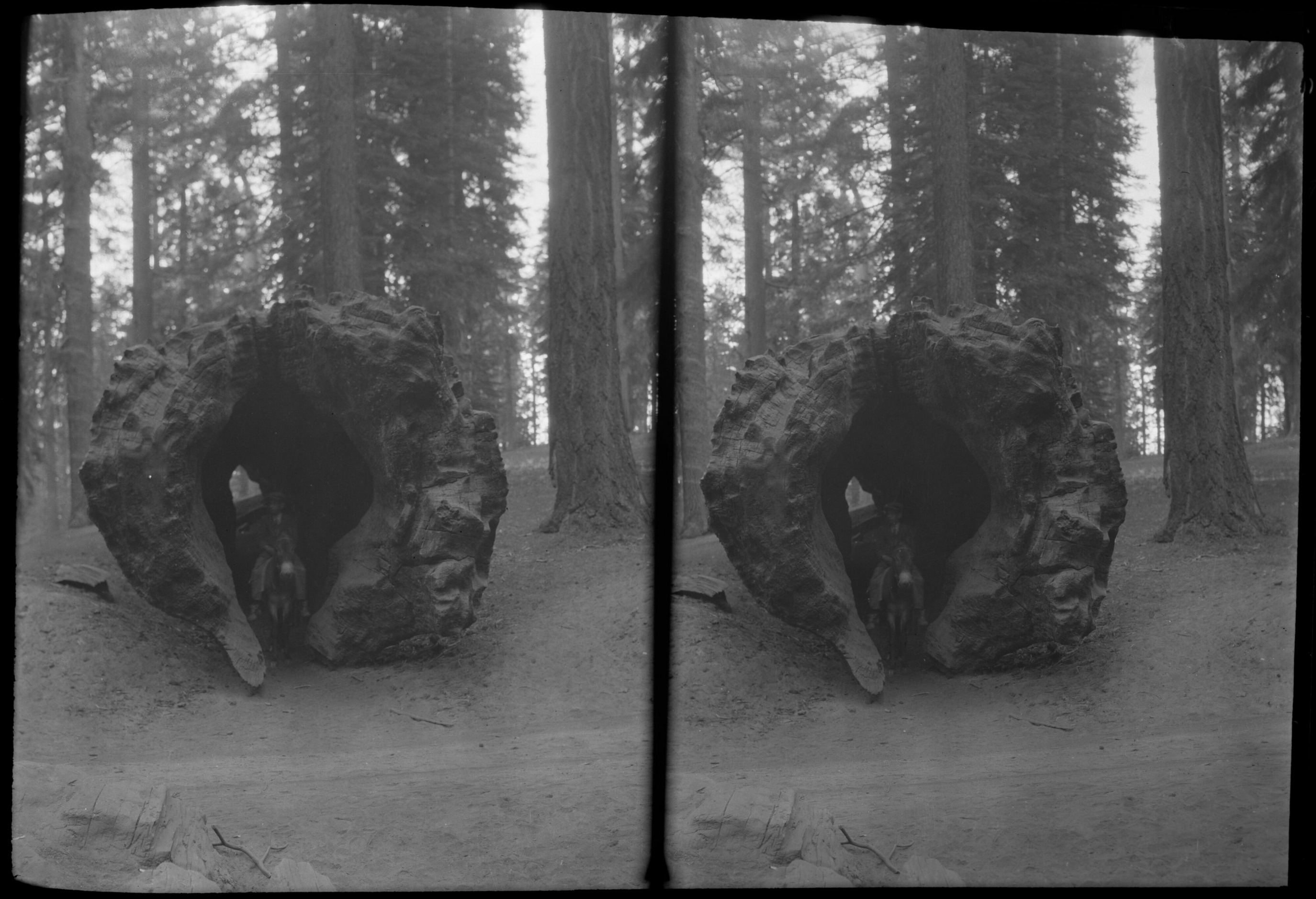 SEKI Roberts Collection Series: 2 Negatives; 15 Stereographs