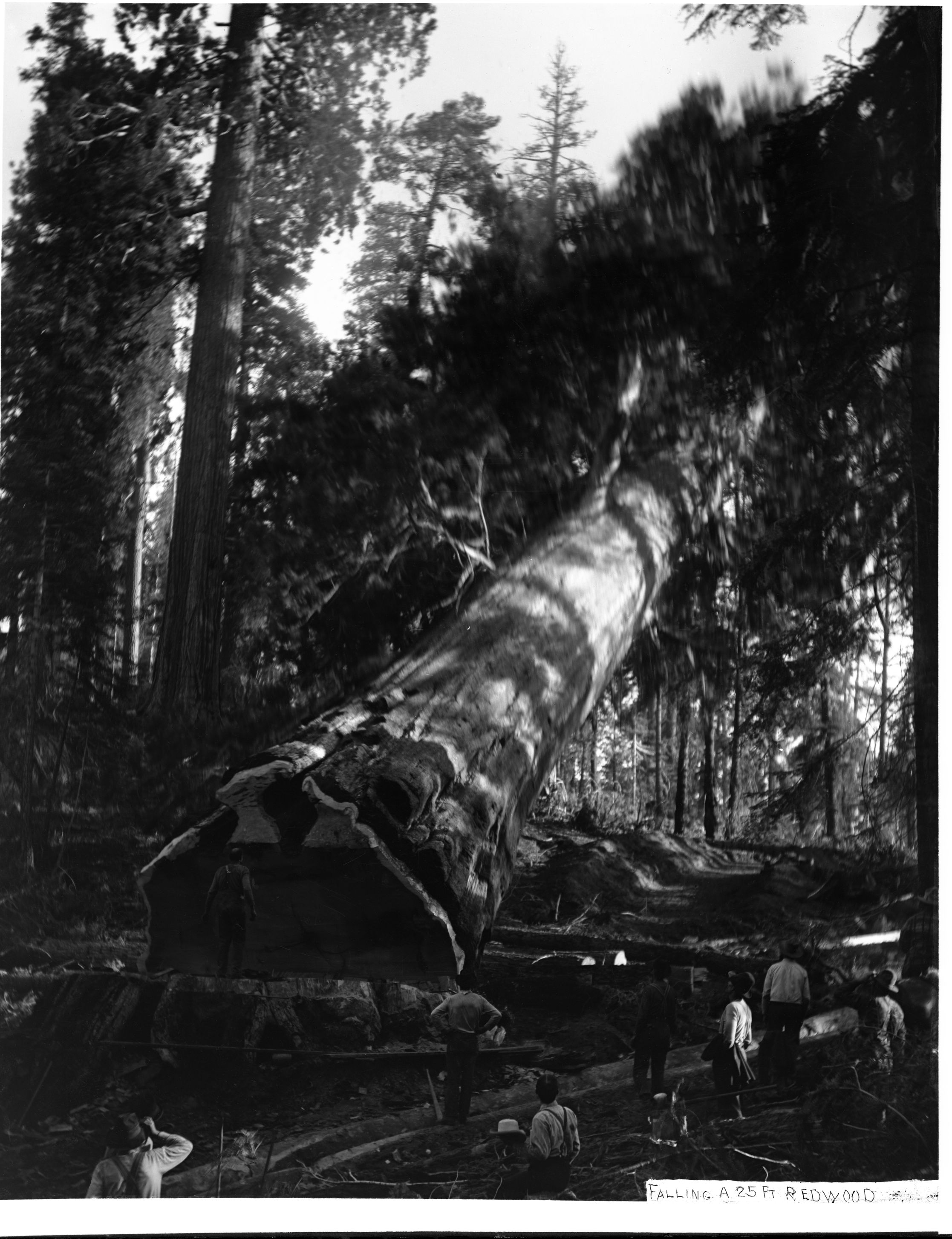 SEKI Roberts Collection Series: 1 Glass Plates; 3 Large glass plates; 8 Logging