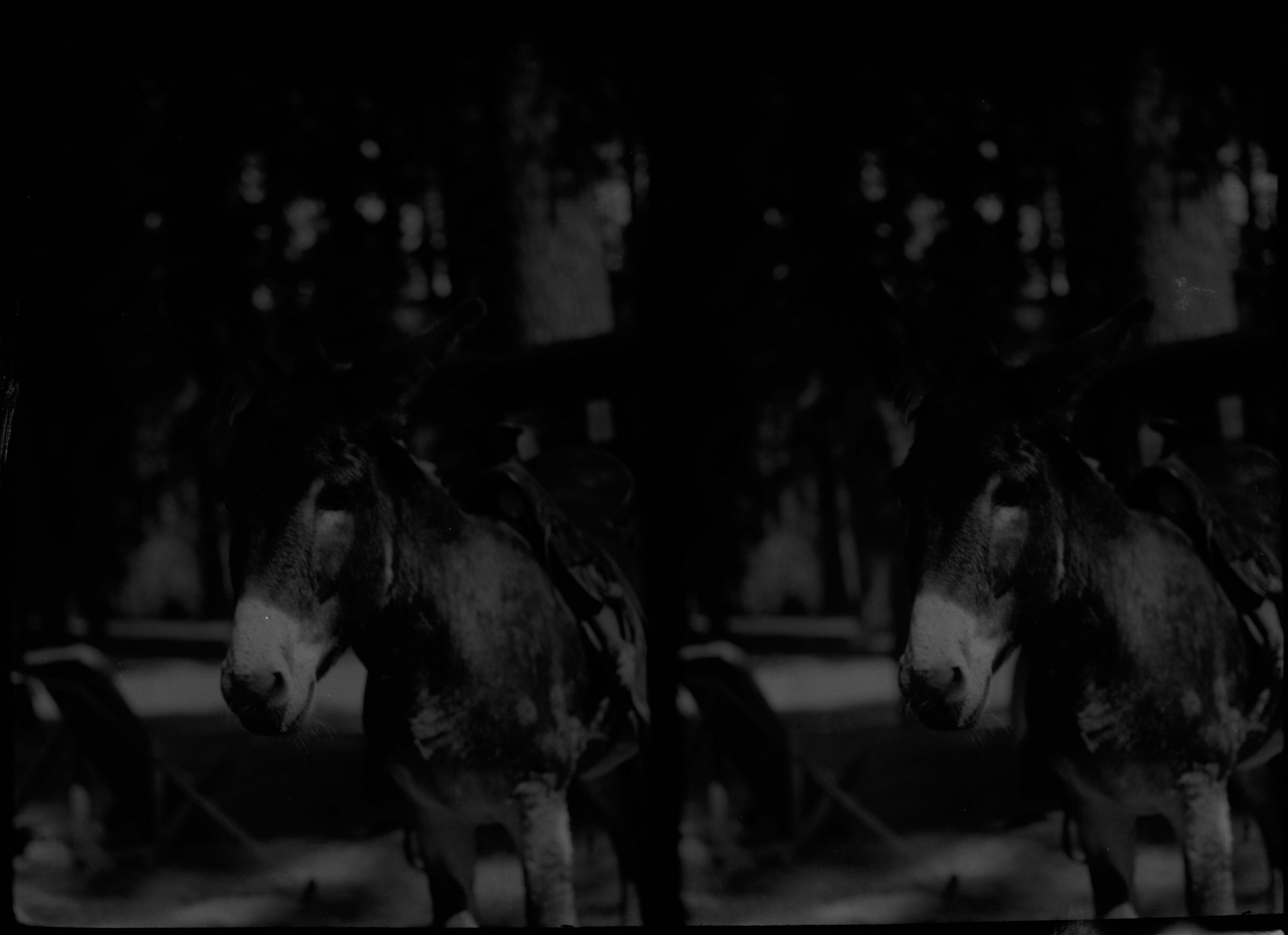 SEKI Roberts Collection Series: 2 Negatives; 15 Stereographs