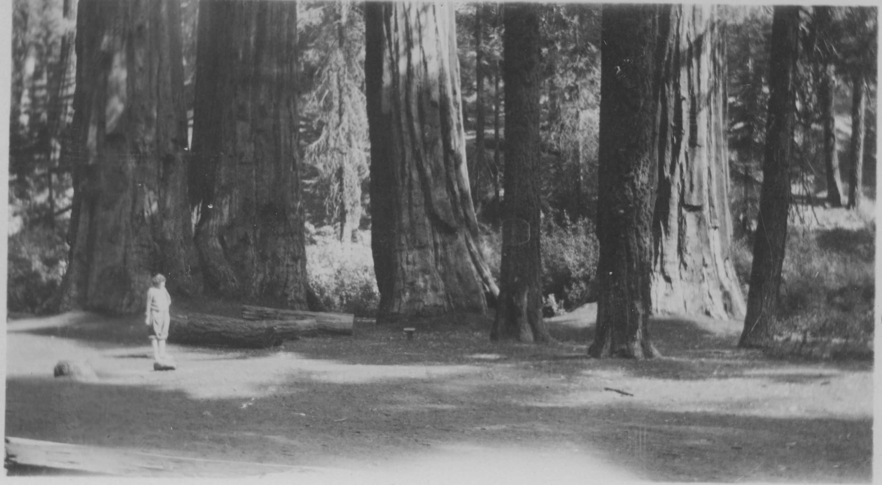 SEKI Roberts Collection Series: 3 Prints; 1 Small; 13 Sequoias