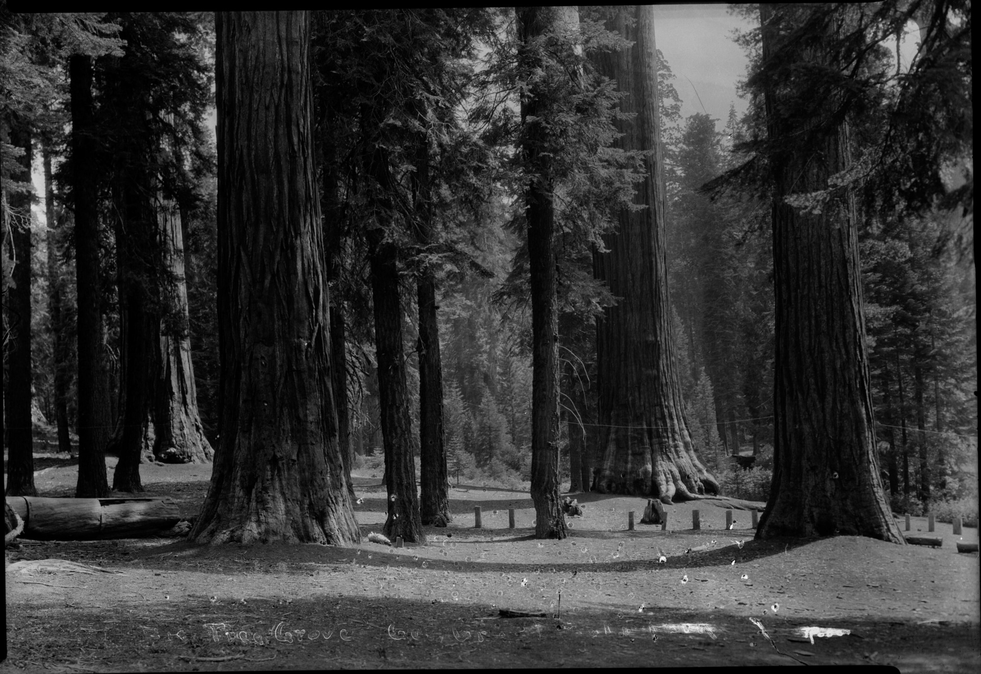 SEKI Roberts Collection Series: 2 Negatives; 13 Sequoias