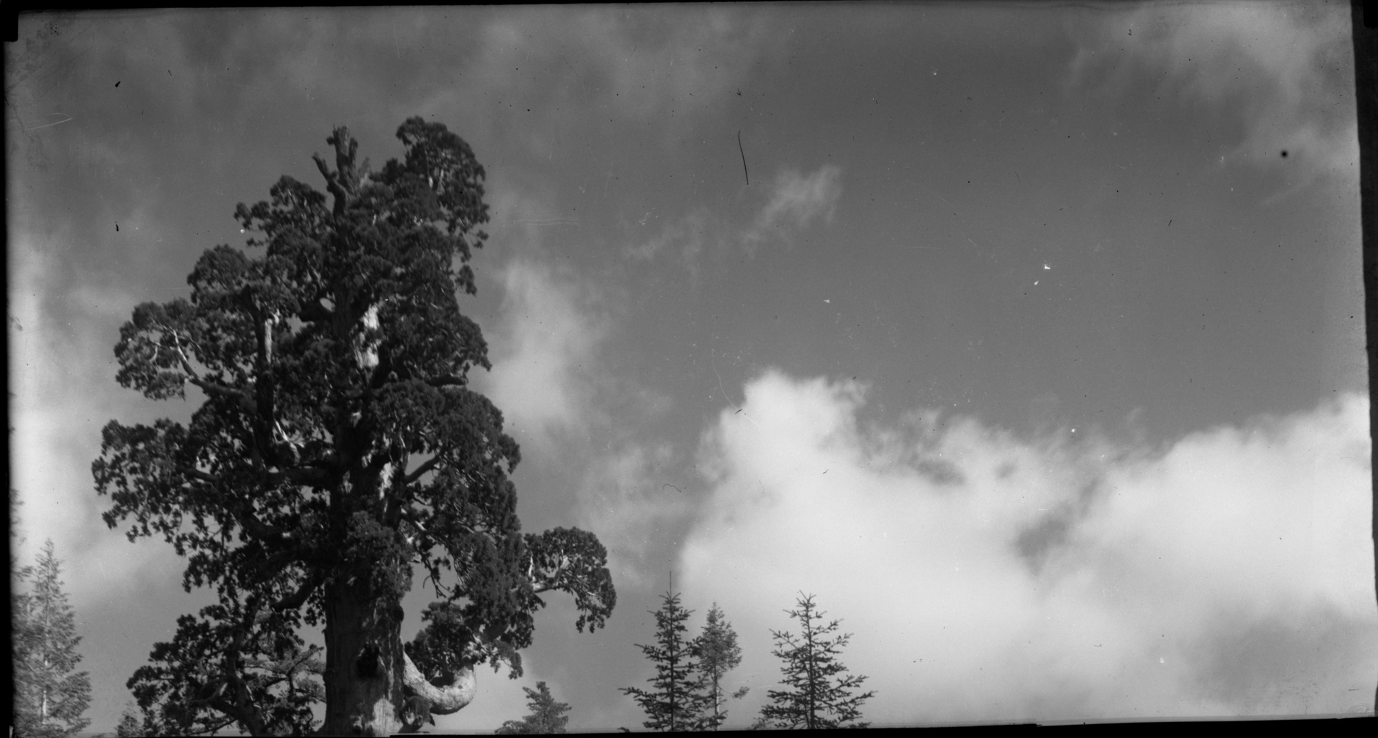 SEKI Roberts Collection Series: 1 Glass Plates; 1 Small glass plates; 13 Sequoias