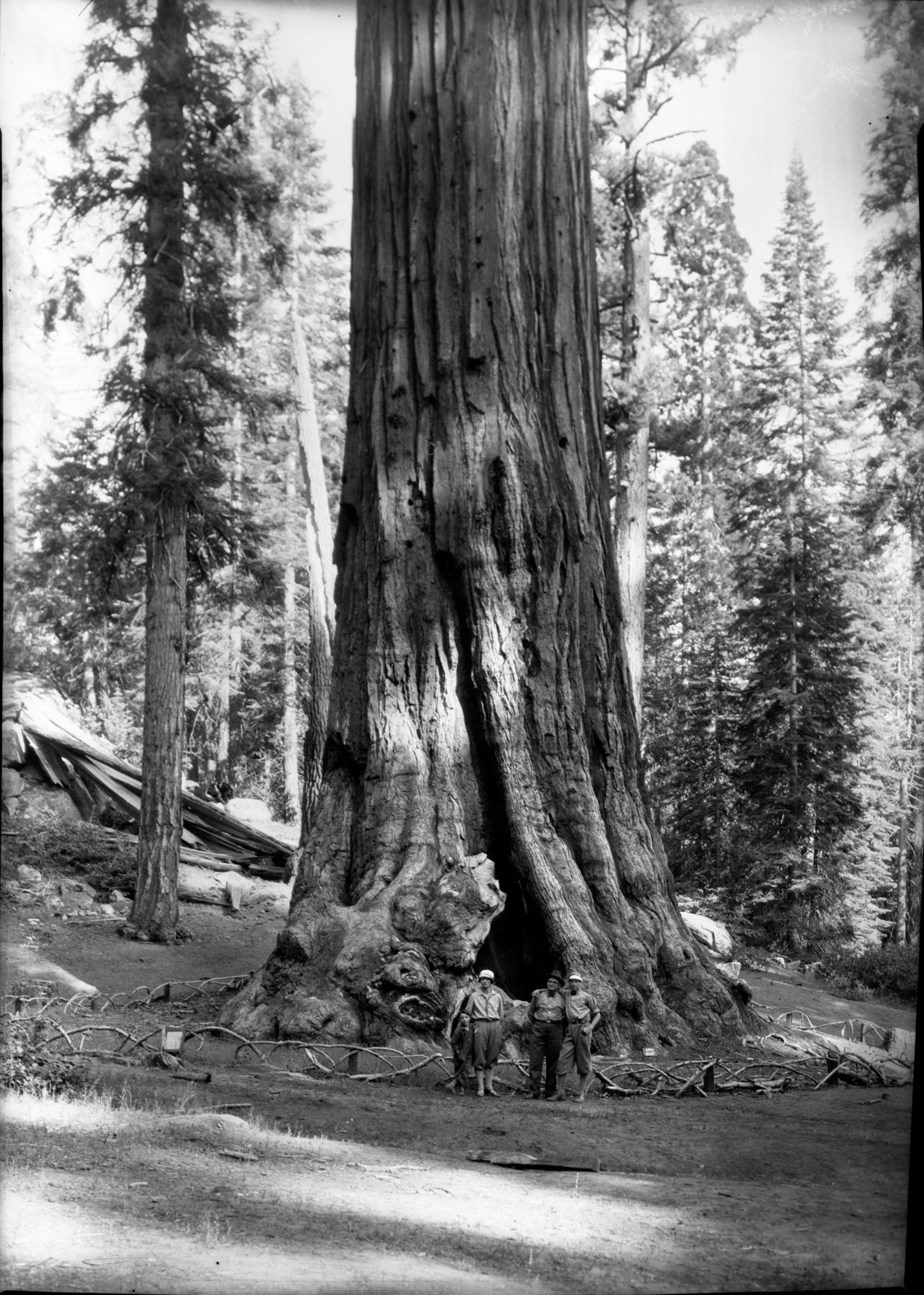 SEKI Roberts Collection Series: 2 Negatives; 13 Sequoias