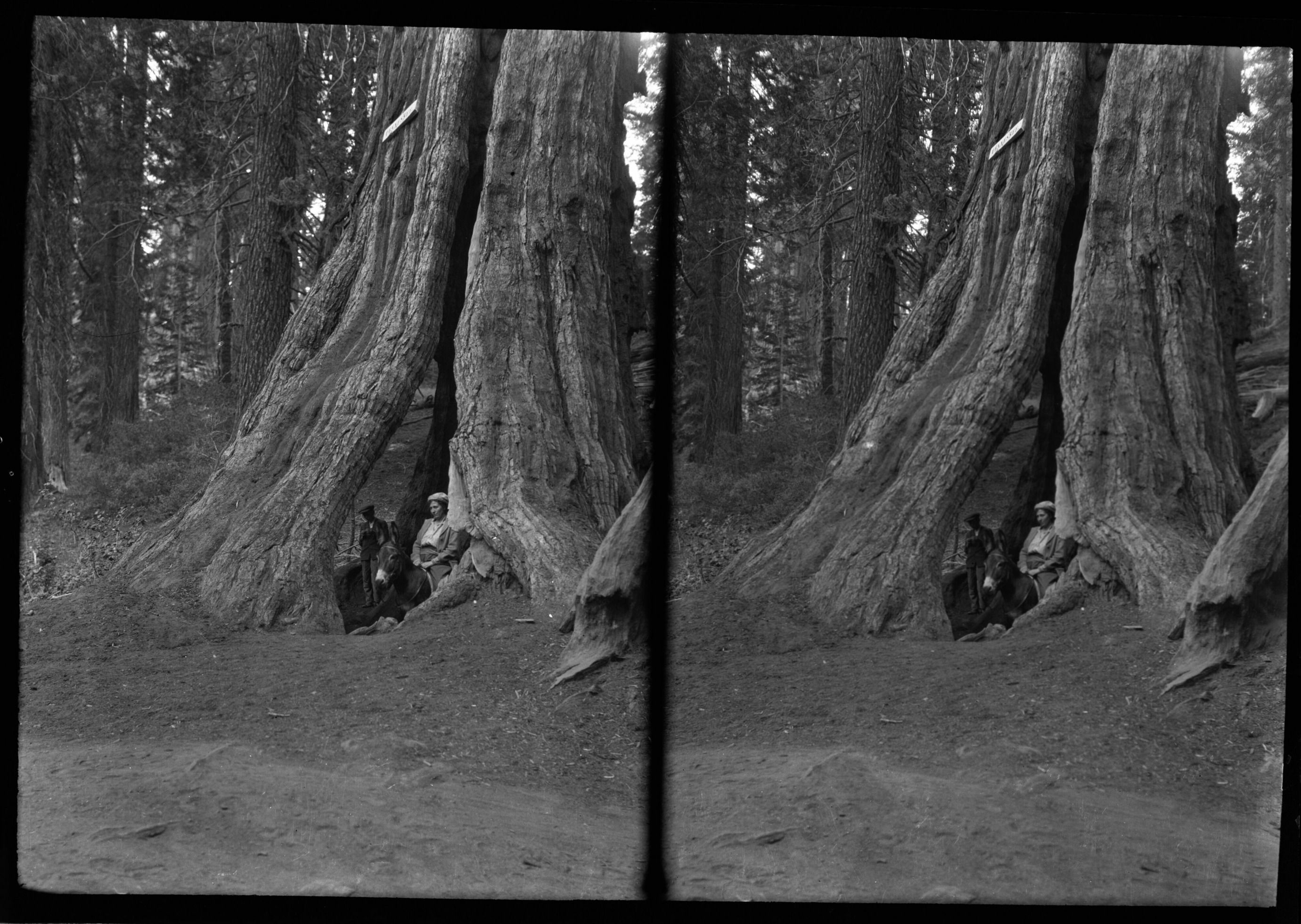 SEKI Roberts Collection Series: 2 Negatives; 15 Stereographs