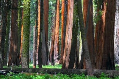 Giant Sequoias on the Congress Trail in Sequoia National Park