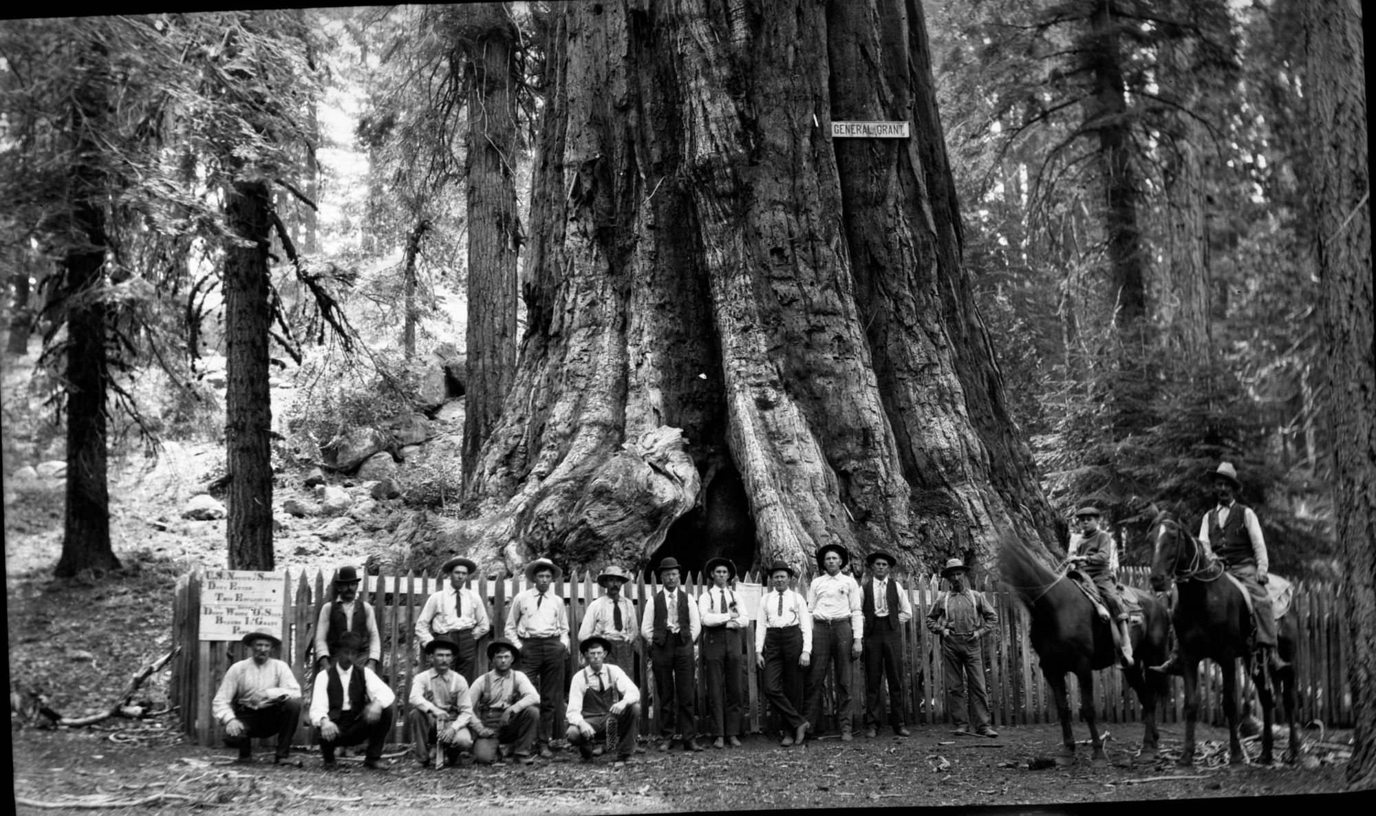 SEKI Roberts Collection Series: 2 Negatives; 13 Sequoias