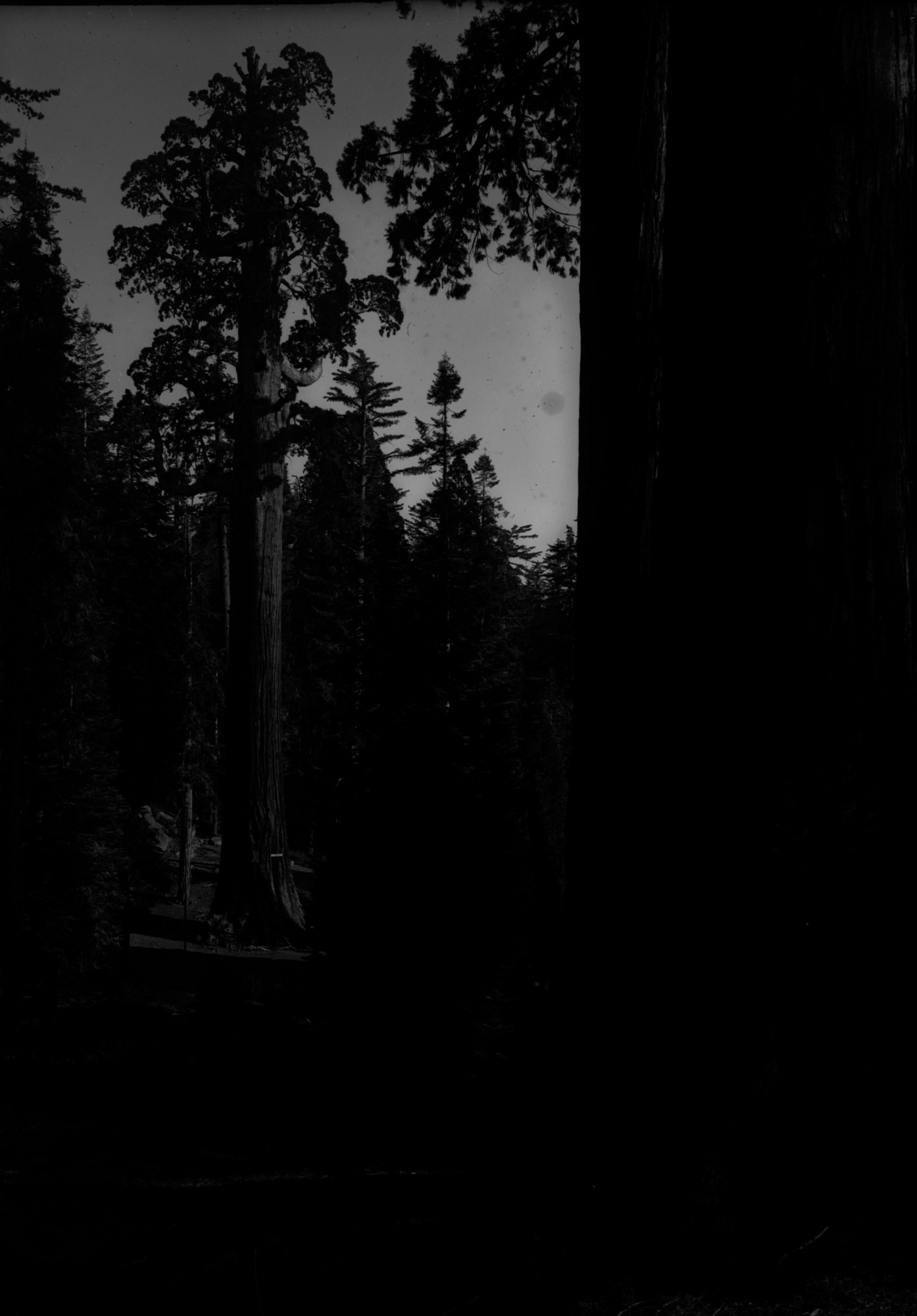 SEKI Roberts Collection Series: 1 Glass Plates; 1 Small glass plates; 13 Sequoias