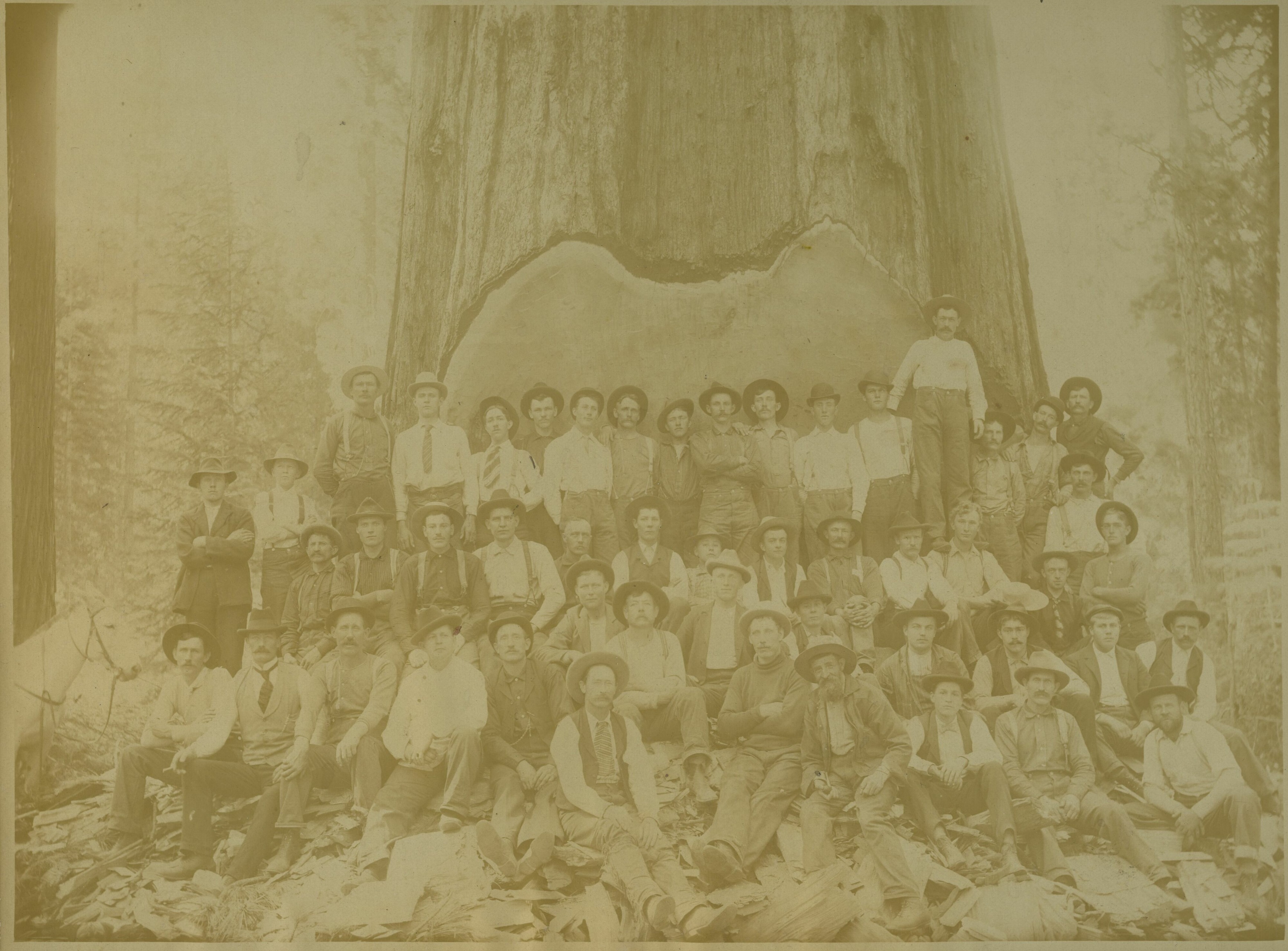 SEKI Roberts Collection Series: 3 Prints; 2 Medium; 13 Sequoias