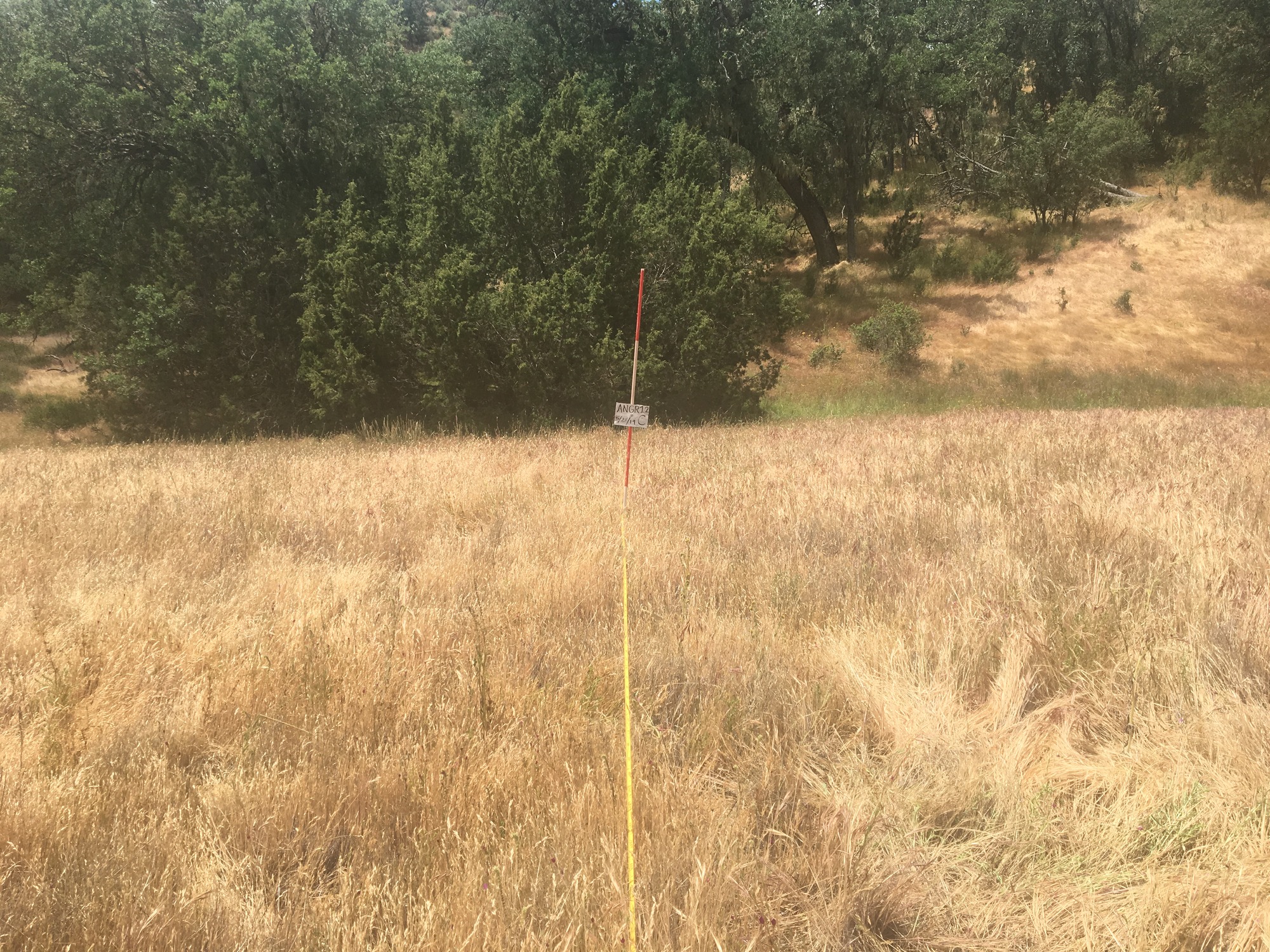 Eye-level view from the center point of a plant community monitoring plot
