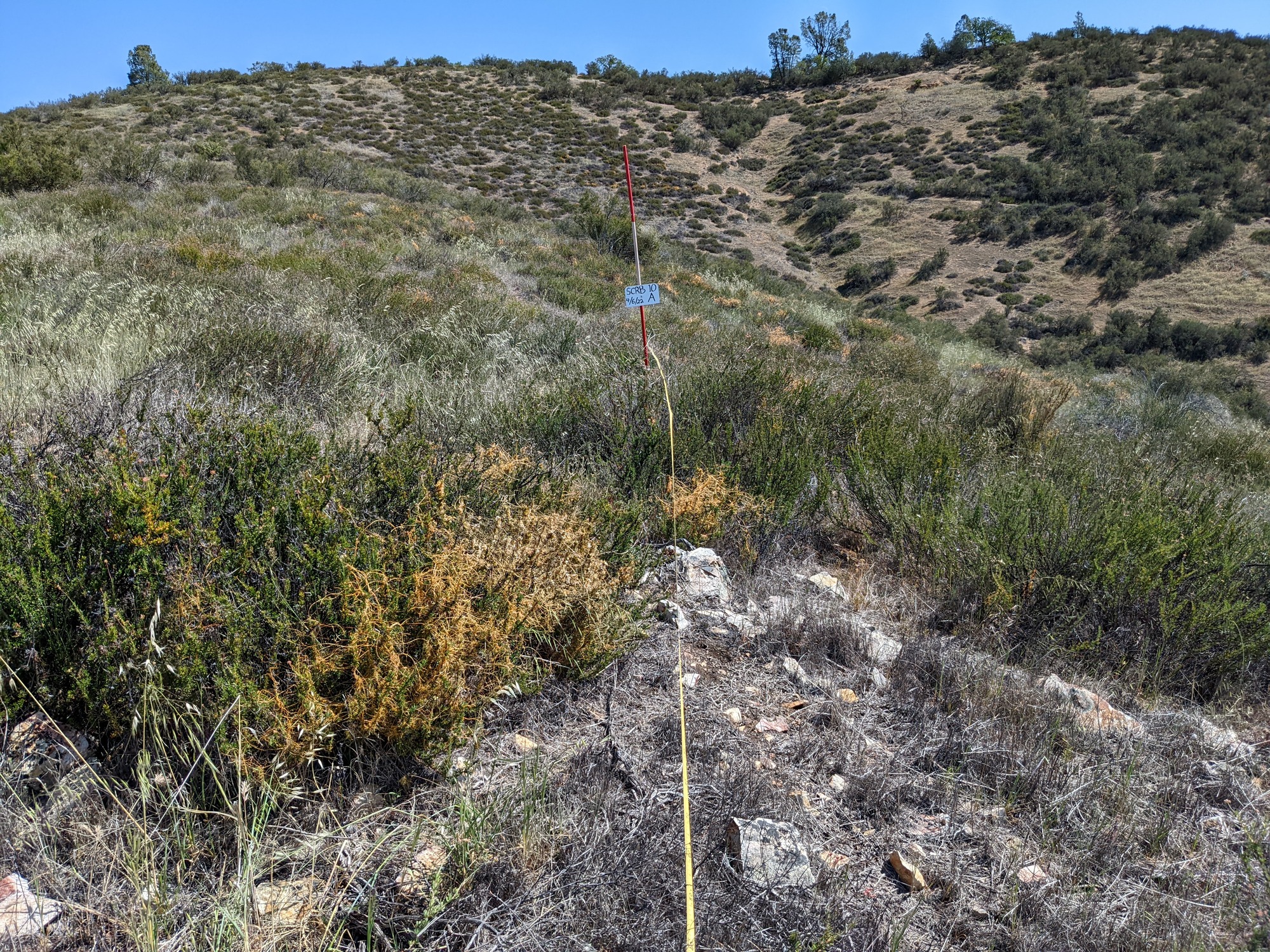 Eye-level view from the center point of a plant community monitoring plot