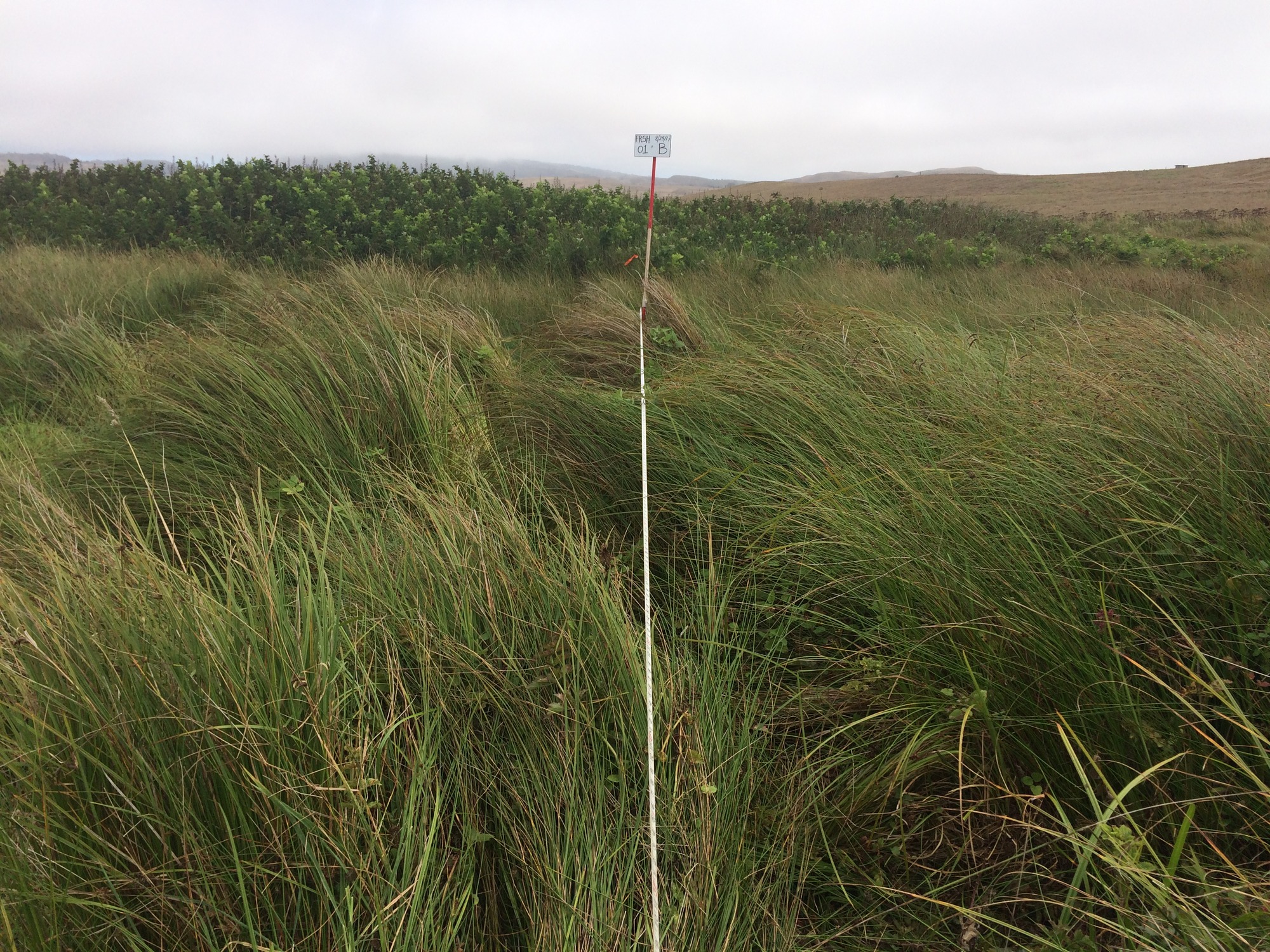 Eye-level view from the center point of a plant community monitoring plot