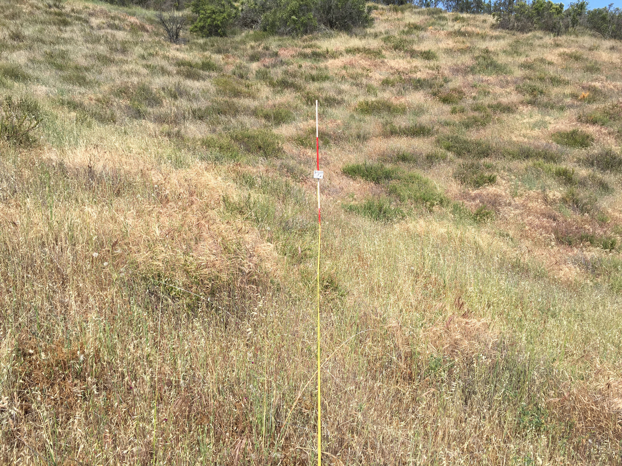 Eye-level view from the center point of a plant community monitoring plot