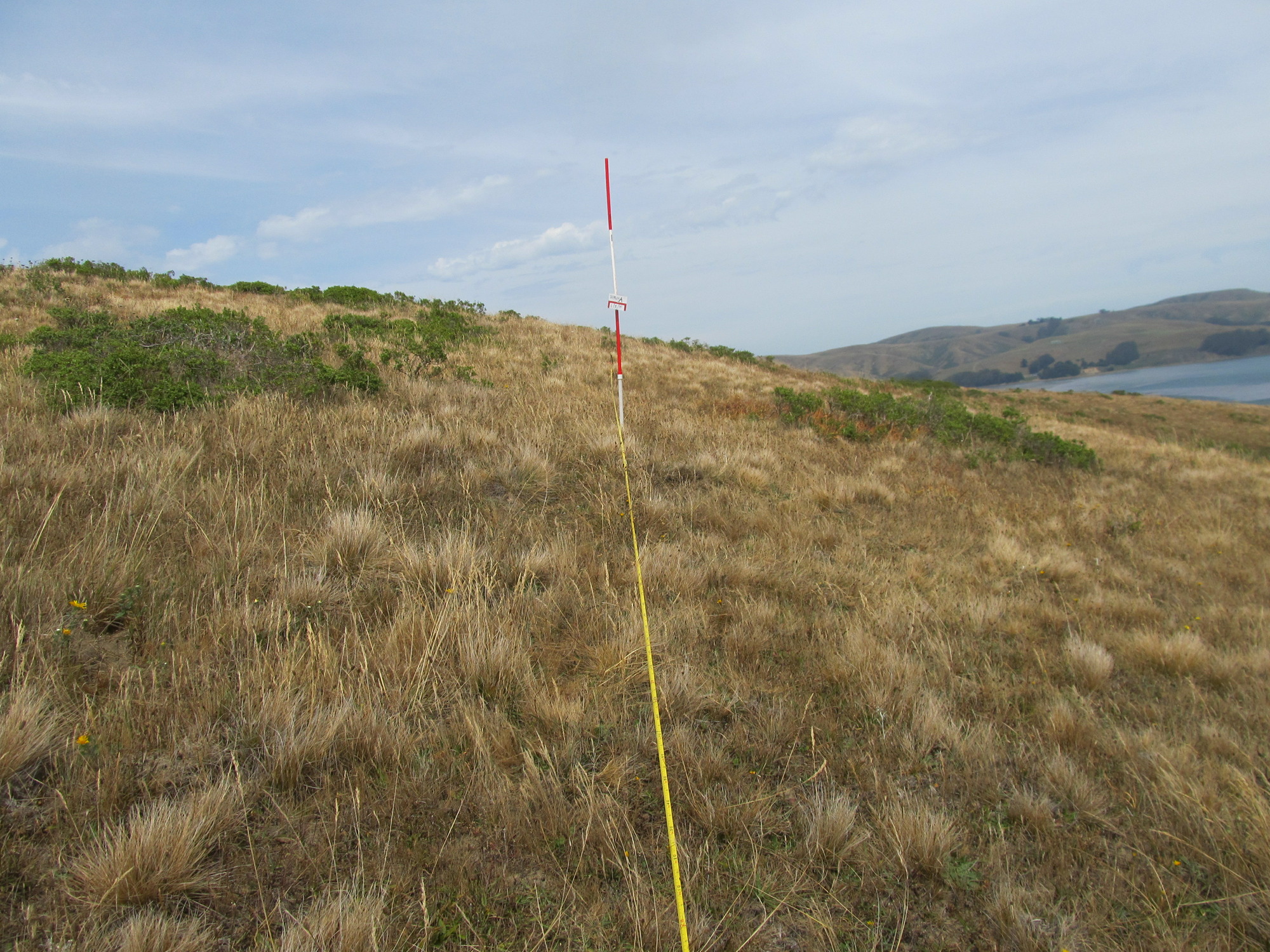 Eye-level view from the center point of a plant community monitoring plot