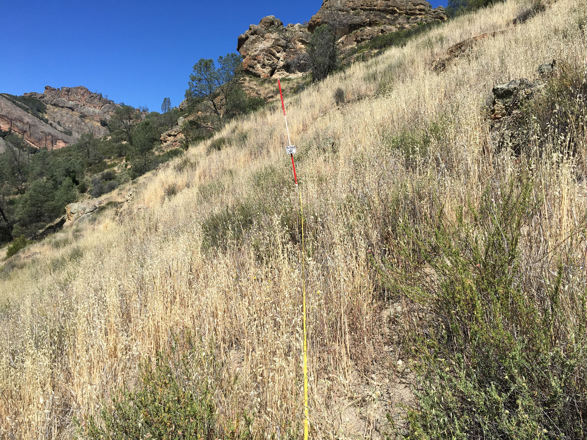 Eye-level view from the center point of a plant community monitoring plot