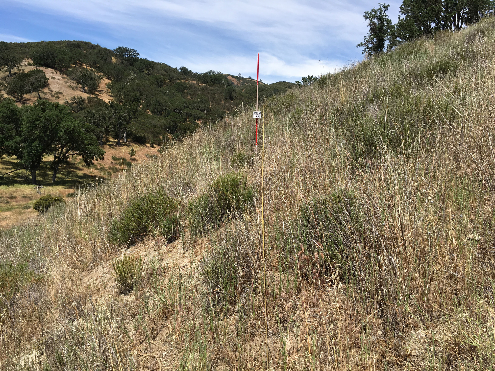 Eye-level view from the center point of a plant community monitoring plot