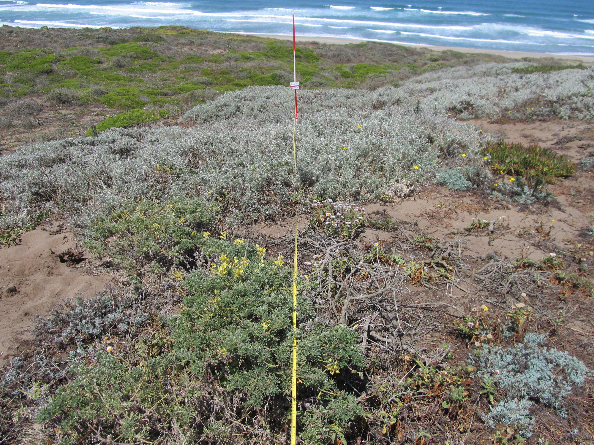 Eye-level view from the center point of a plant community monitoring plot