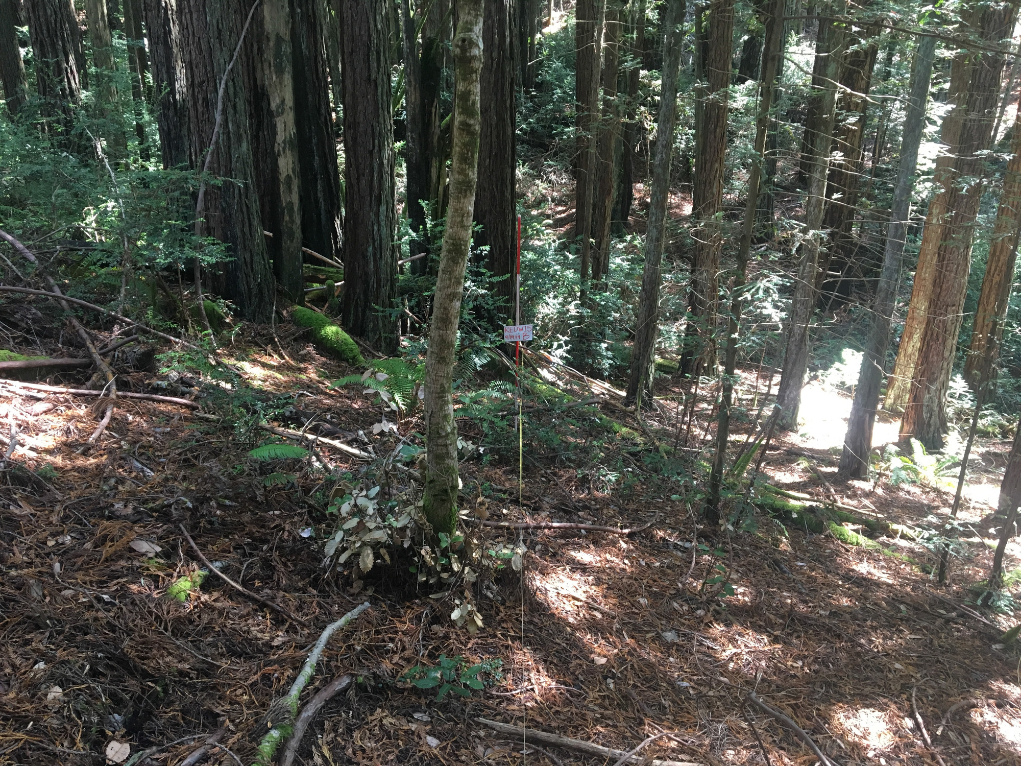 Eye-level view from the center point of a plant community monitoring plot
