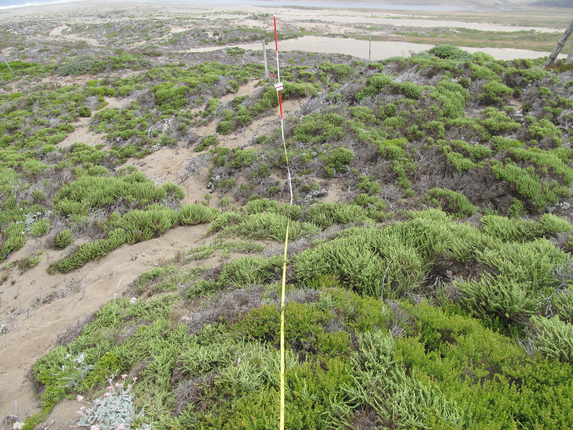 Eye-level view from the center point of a plant community monitoring plot