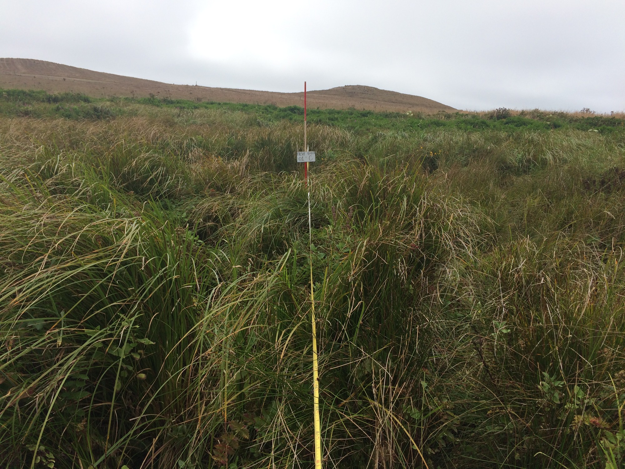 Eye-level view from the center point of a plant community monitoring plot