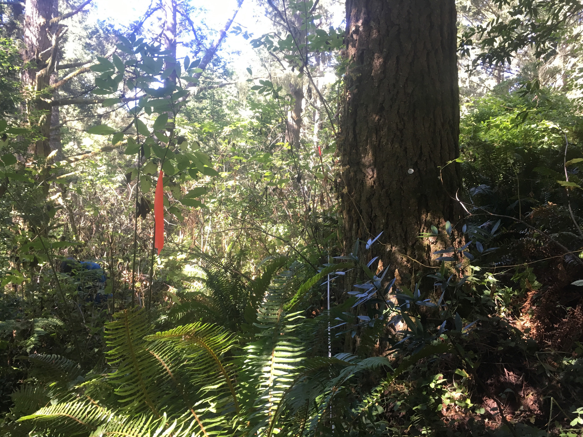Eye-level view from the center point of a plant community monitoring plot