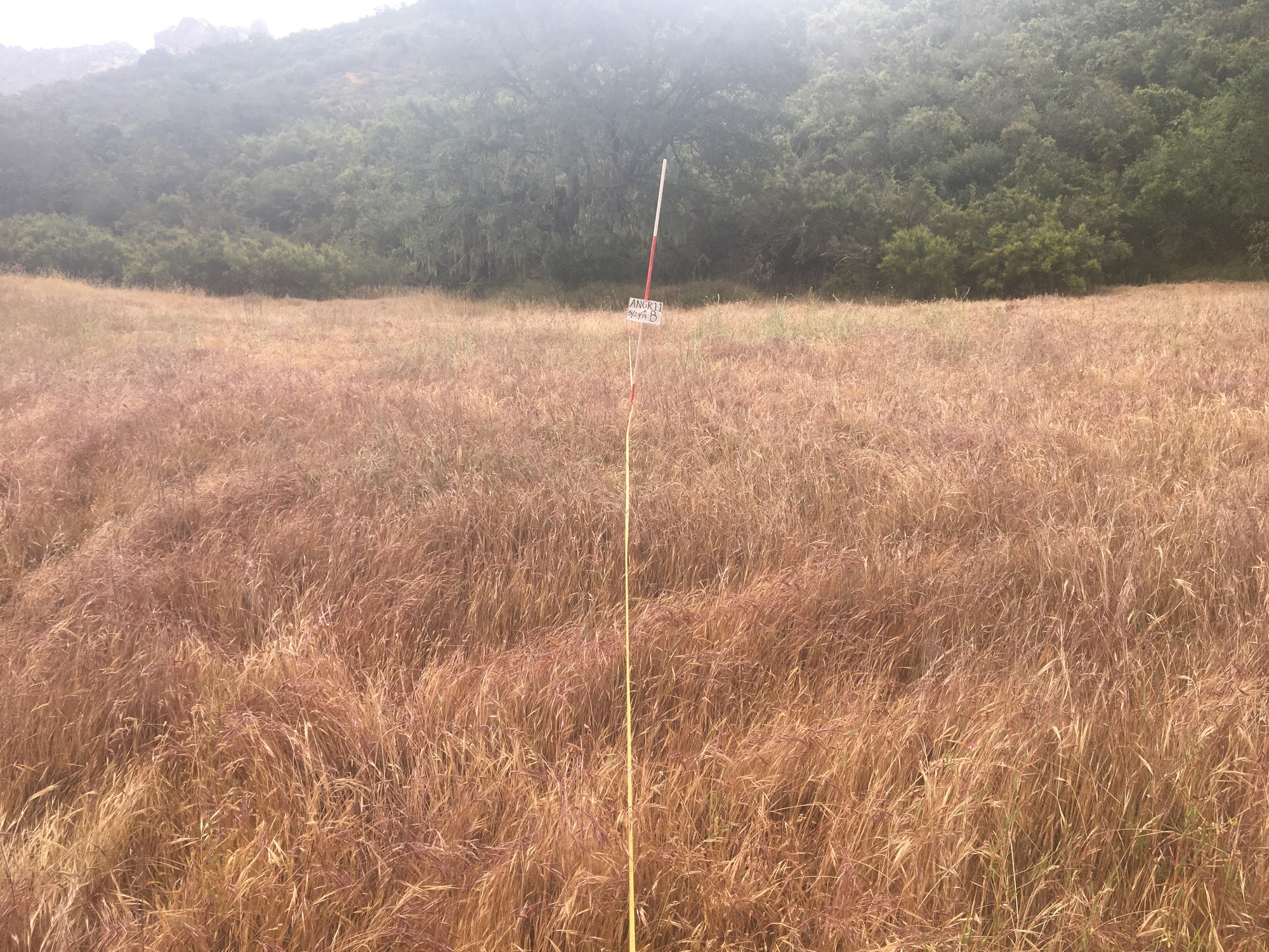 Eye-level view from the center point of a plant community monitoring plot