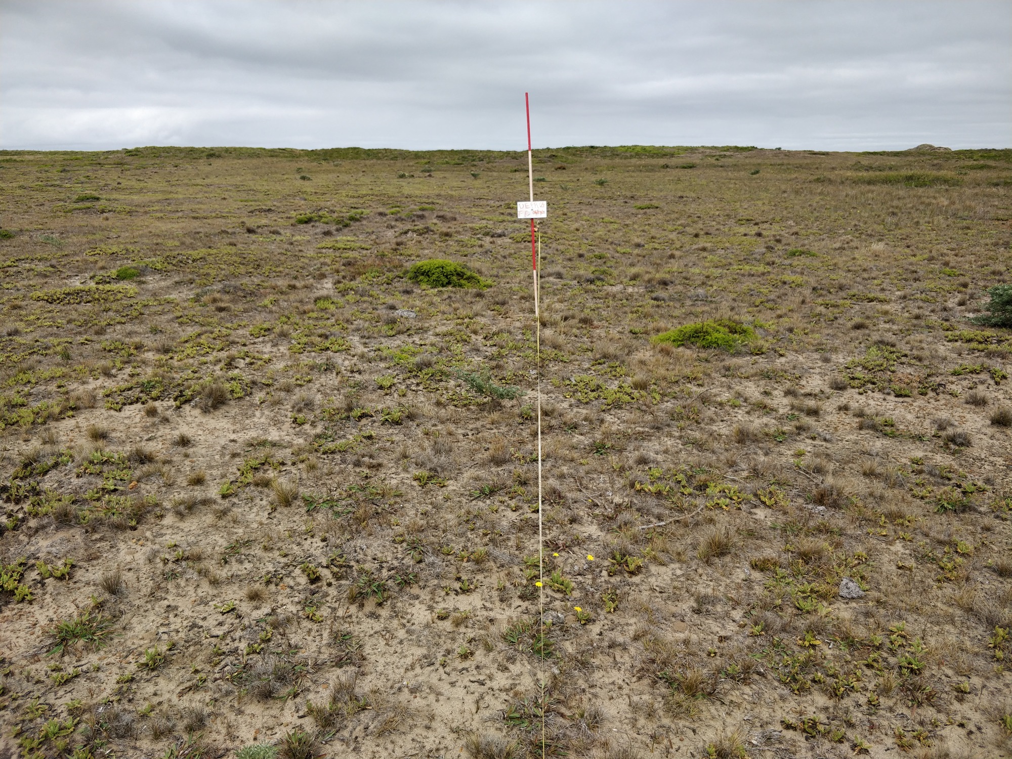 Eye-level view from the center point of a plant community monitoring plot