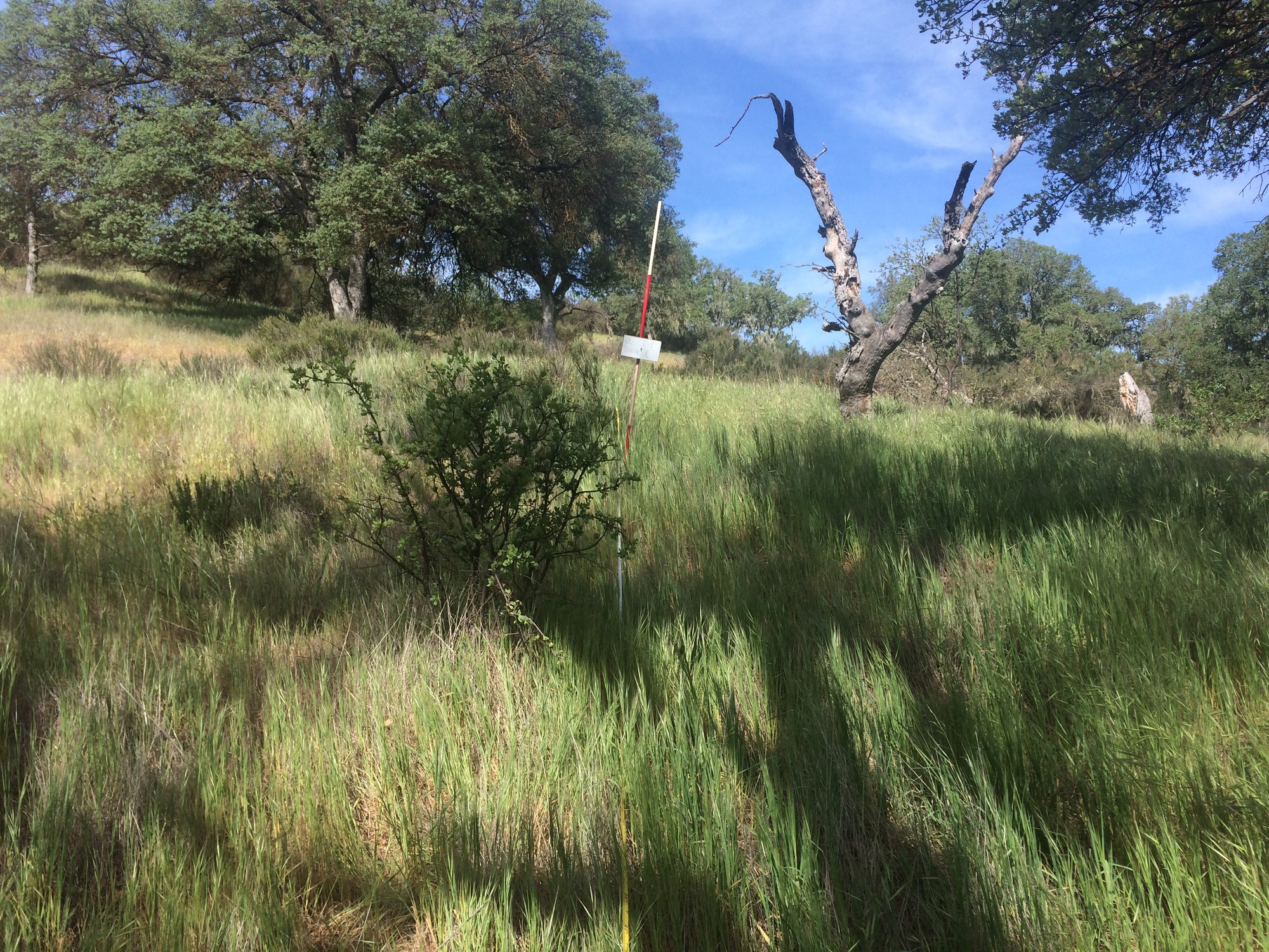 Eye-level view from the center point of a plant community monitoring plot