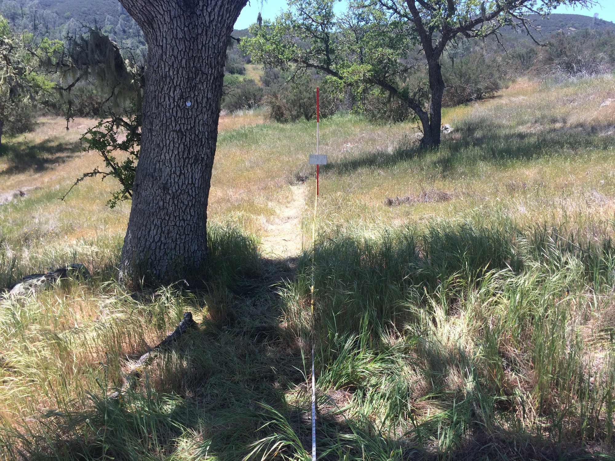 Eye-level view from the center point of a plant community monitoring plot