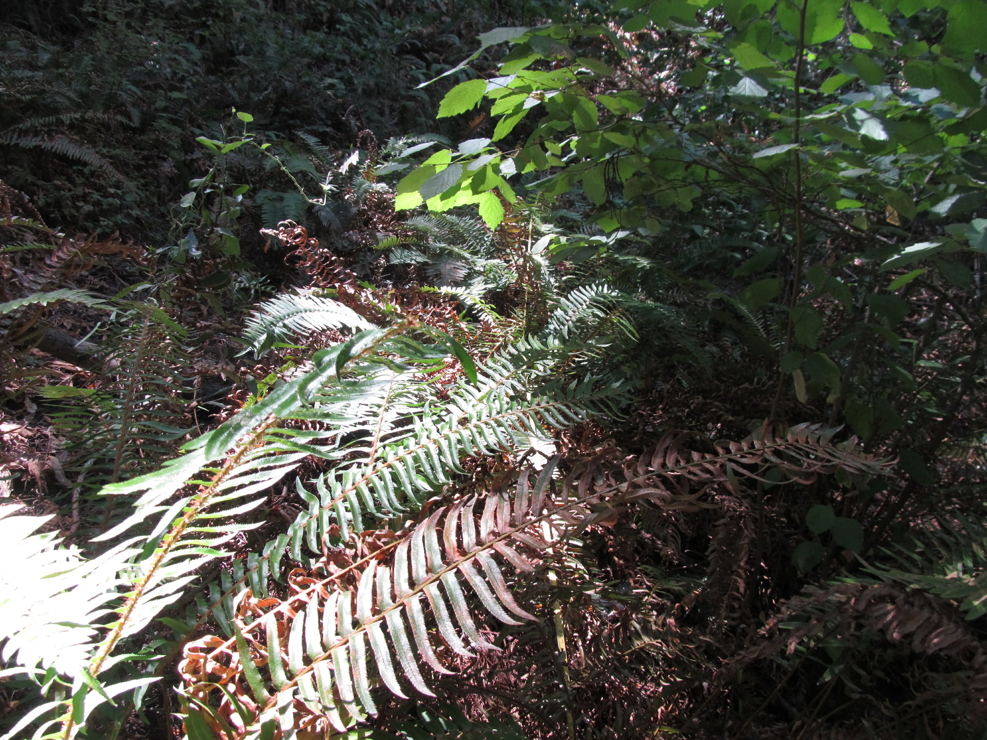Eye-level view from the center point of a plant community monitoring plot