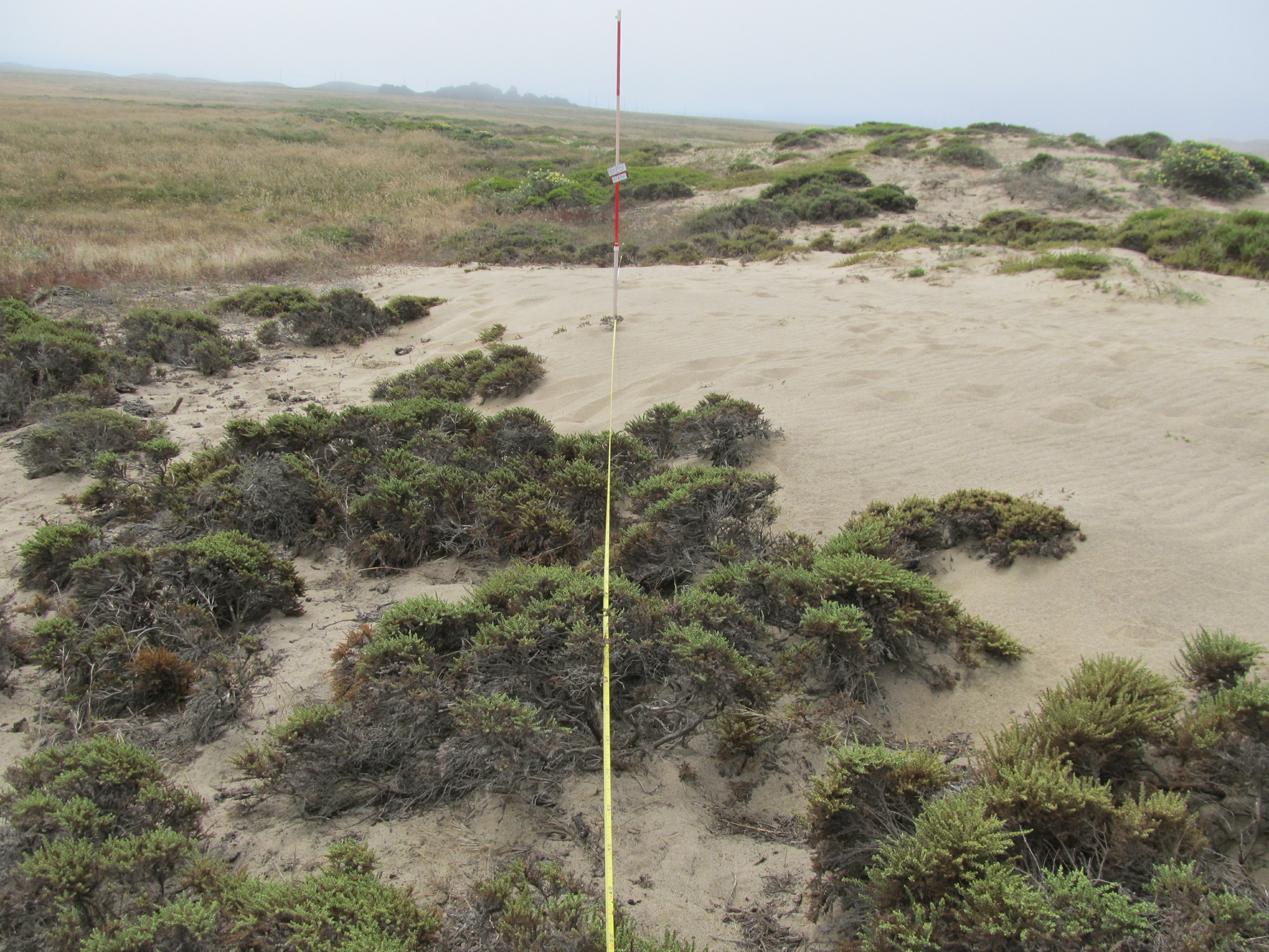 Eye-level view from the center point of a plant community monitoring plot