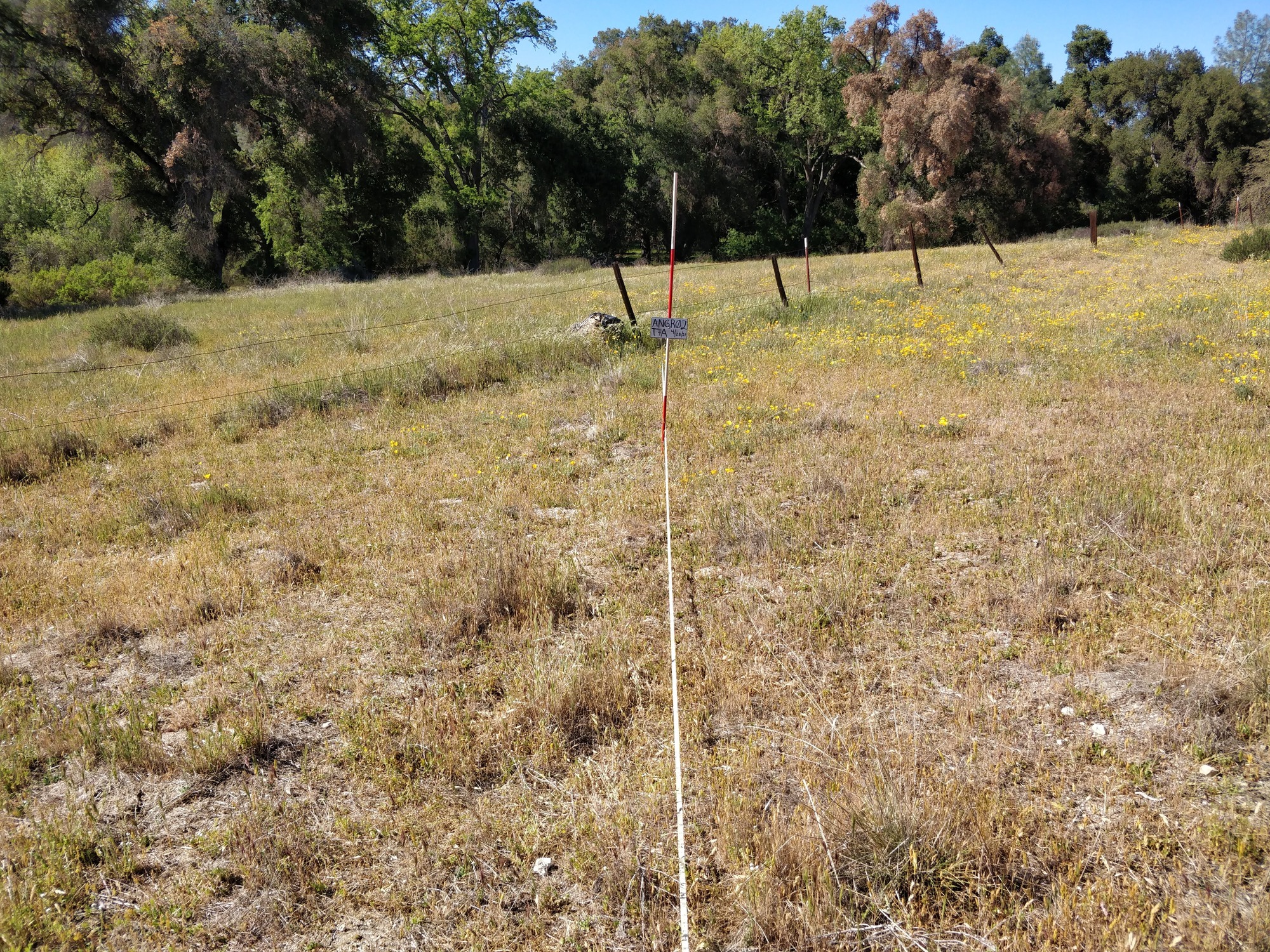 Eye-level view from the center point of a plant community monitoring plot