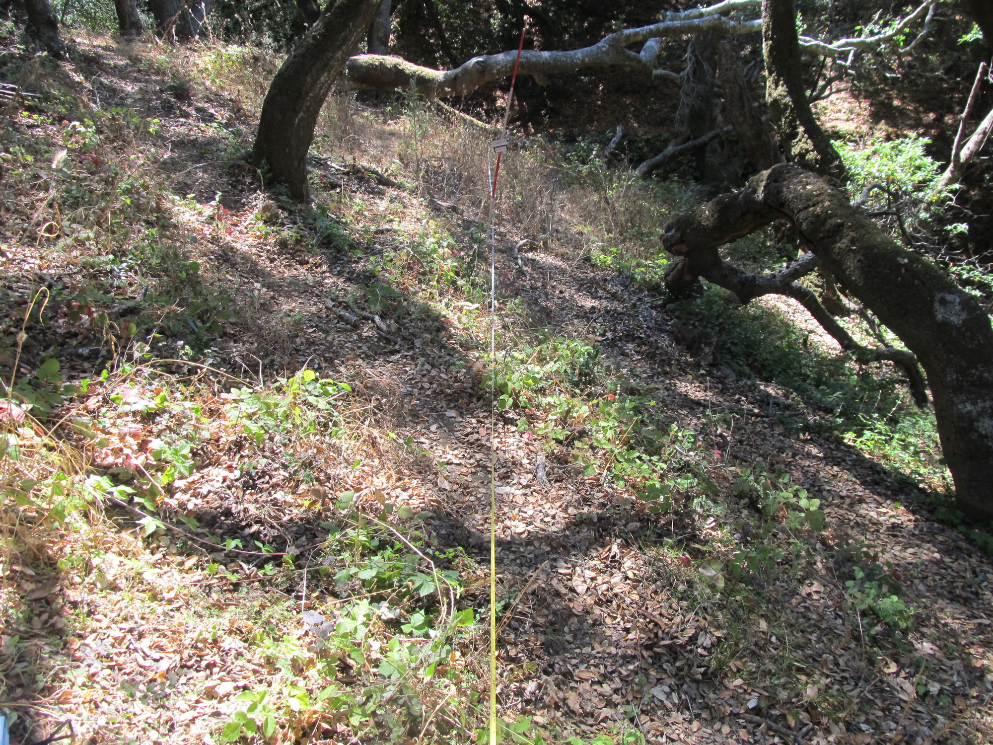 Eye-level view from the center point of a plant community monitoring plot