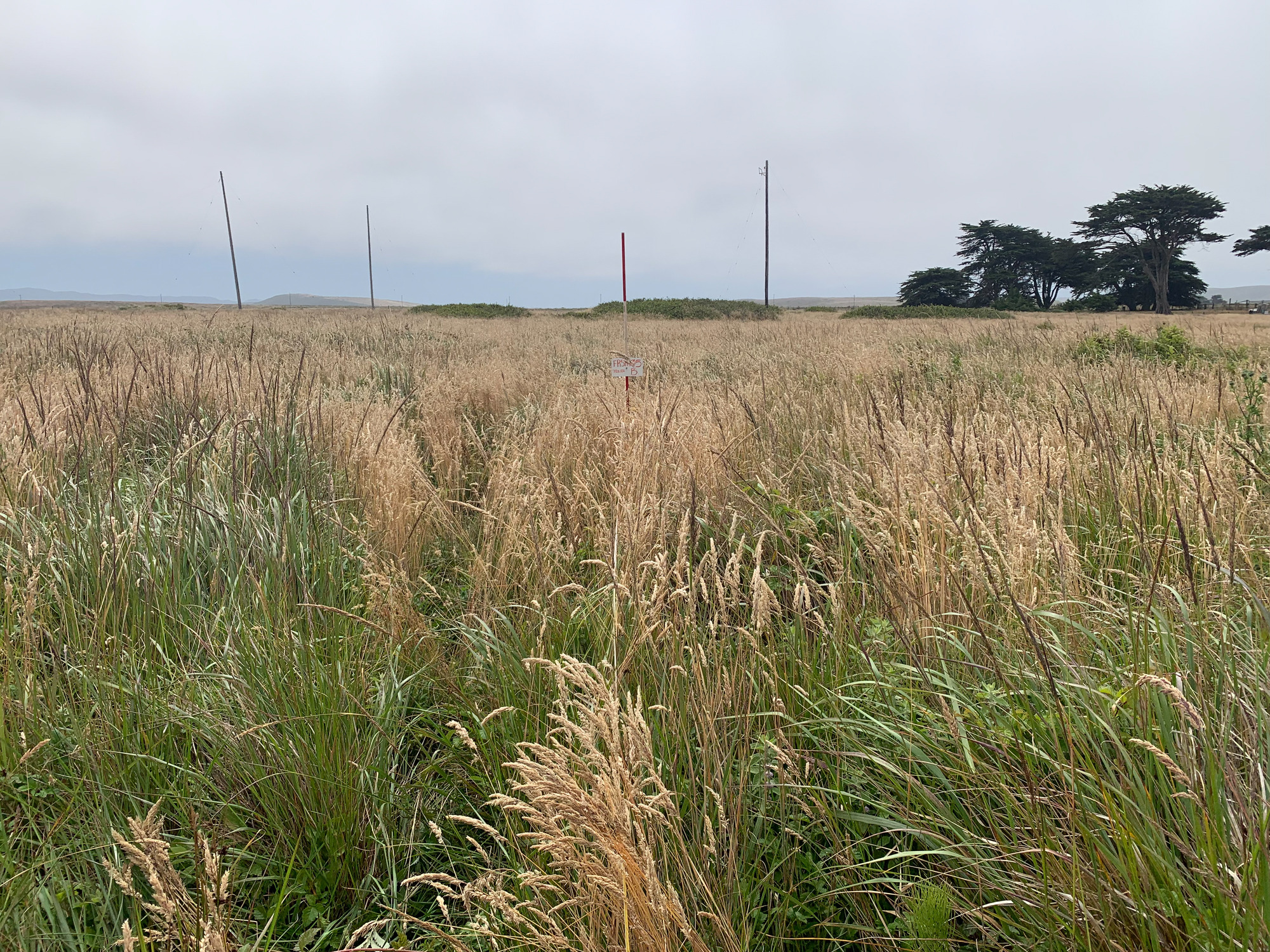 Eye-level view from the center point of a plant community monitoring plot