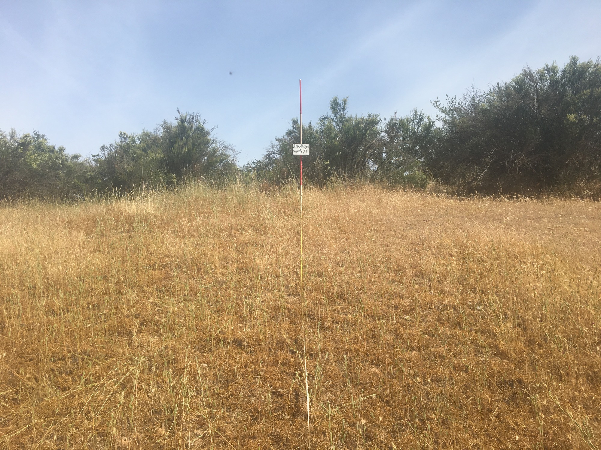 Eye-level view from the center point of a plant community monitoring plot