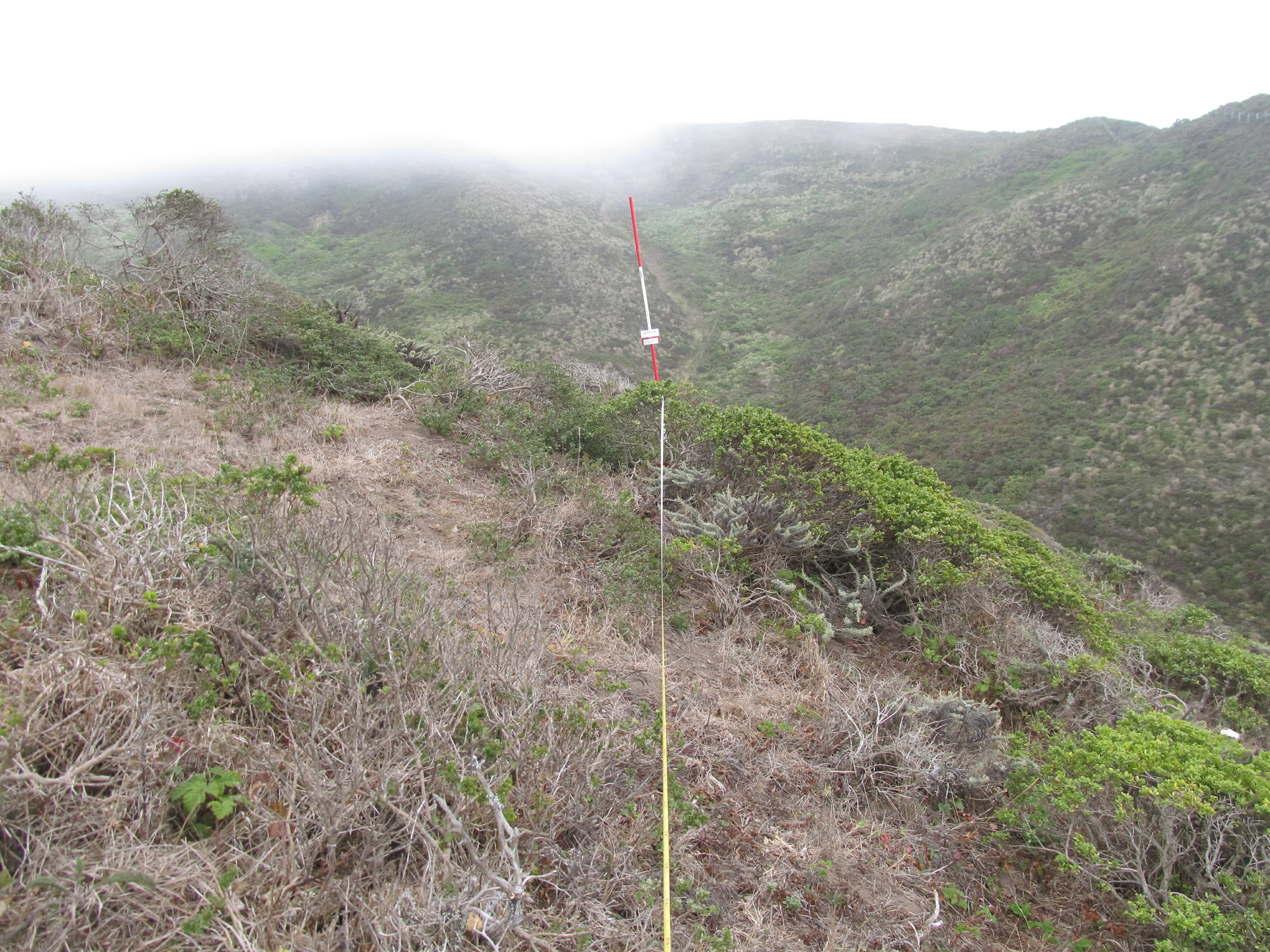 Eye-level view from the center point of a plant community monitoring plot