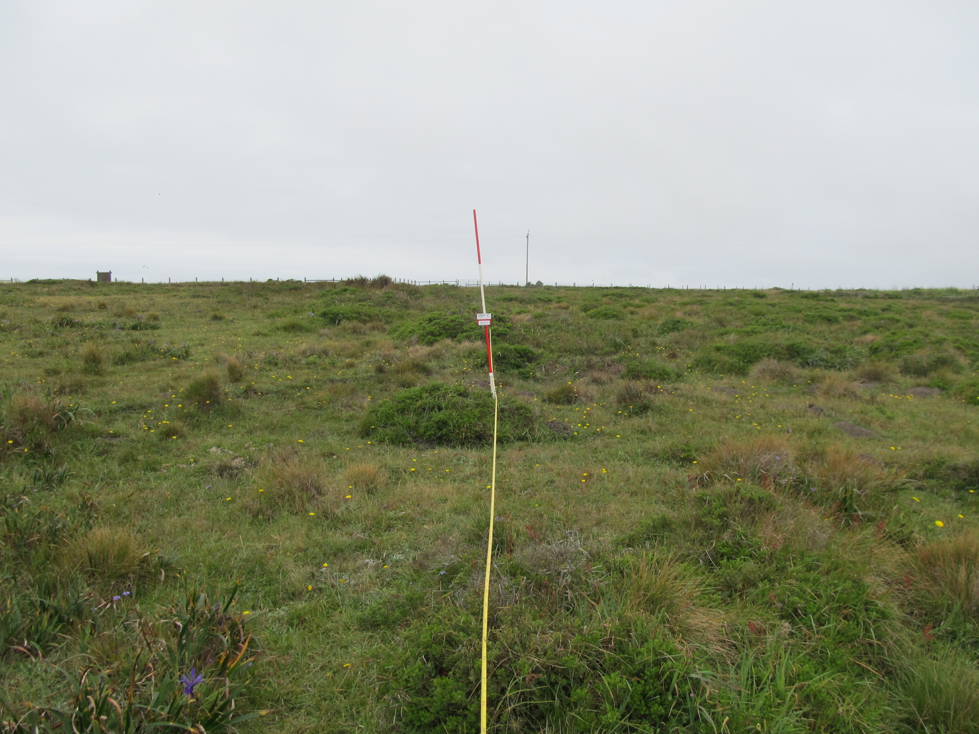 Eye-level view from the center point of a plant community monitoring plot