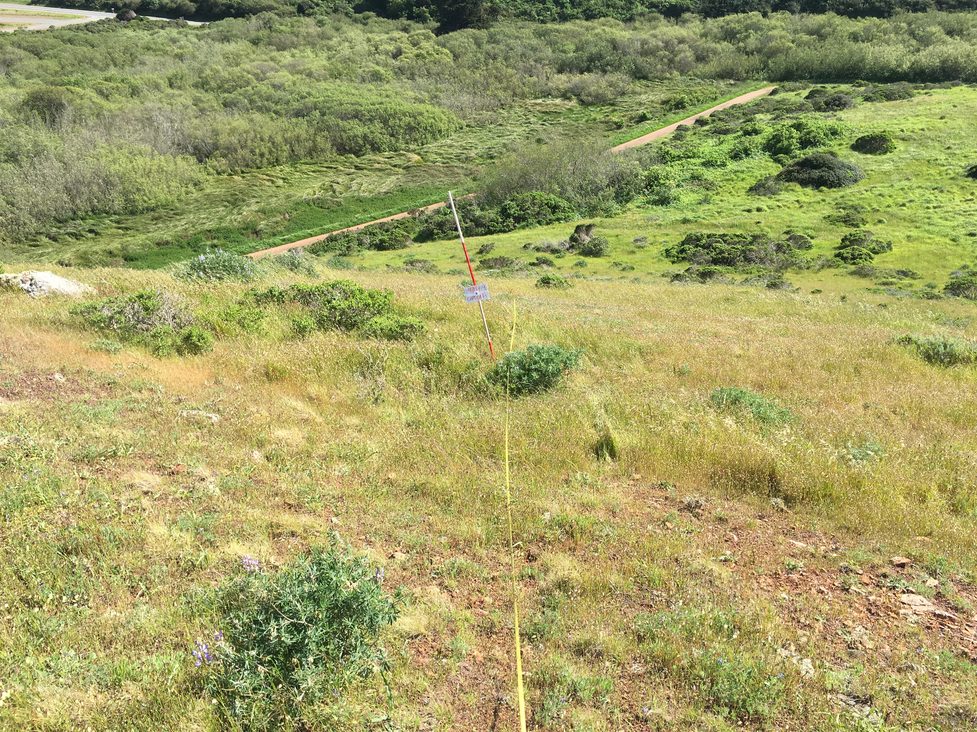 Eye-level view from the center point of a plant community monitoring plot