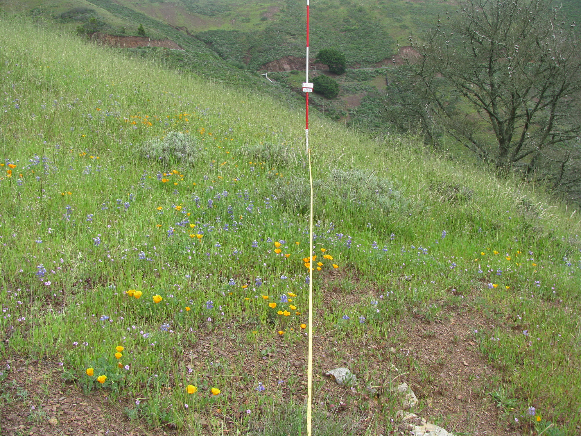 Eye-level view from the center point of a plant community monitoring plot