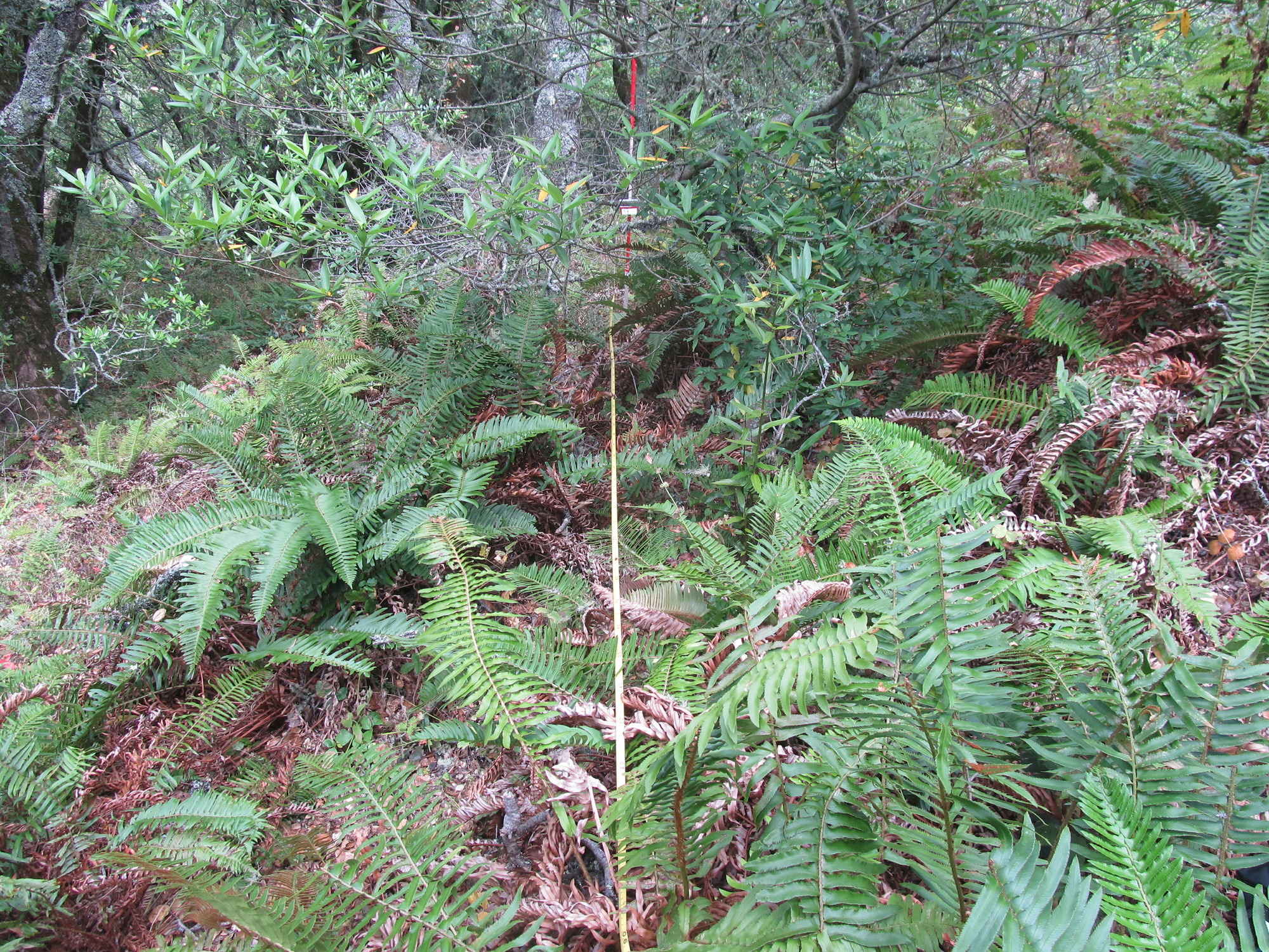 Eye-level view from the center point of a plant community monitoring plot