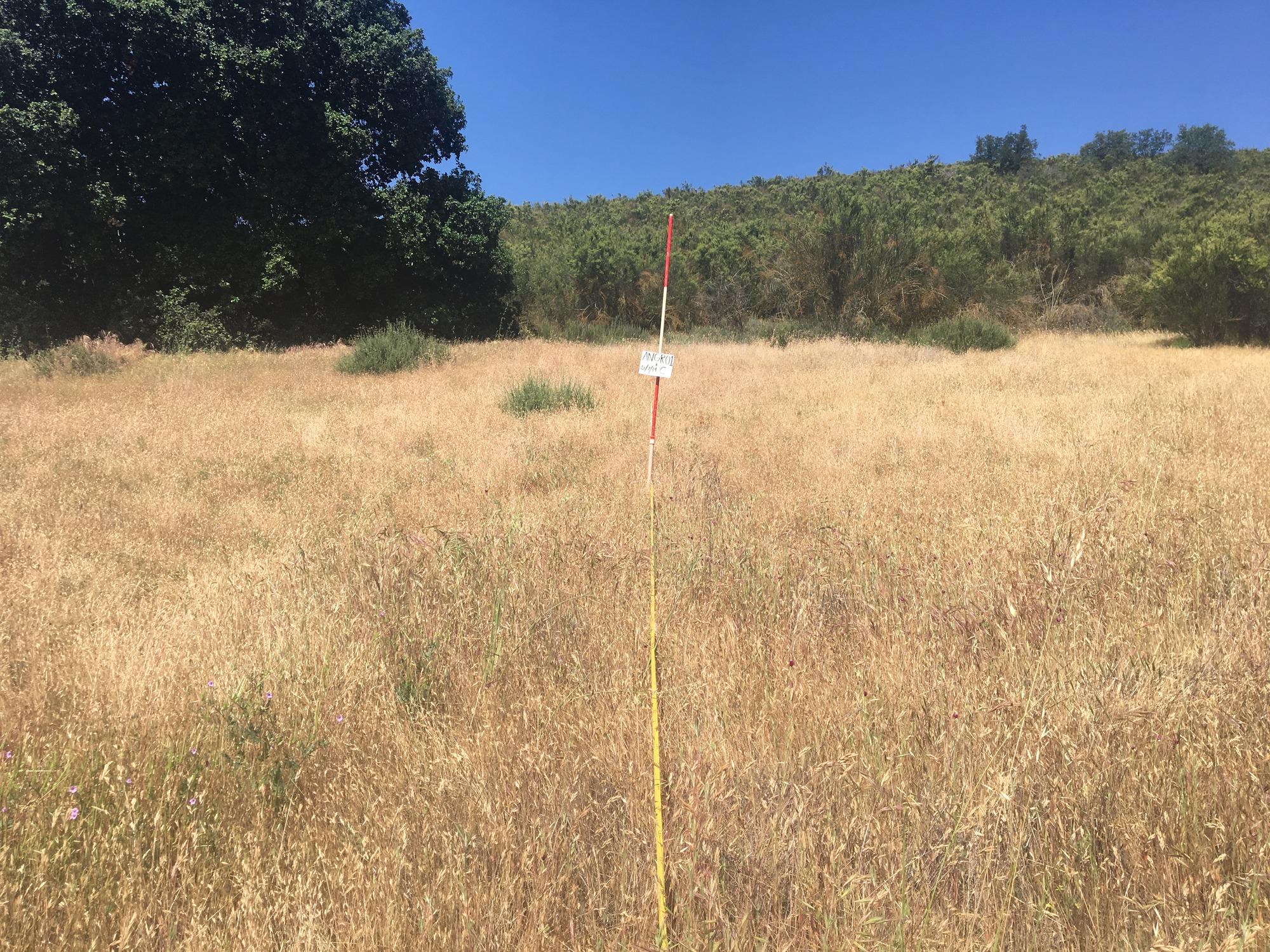 Eye-level view from the center point of a plant community monitoring plot