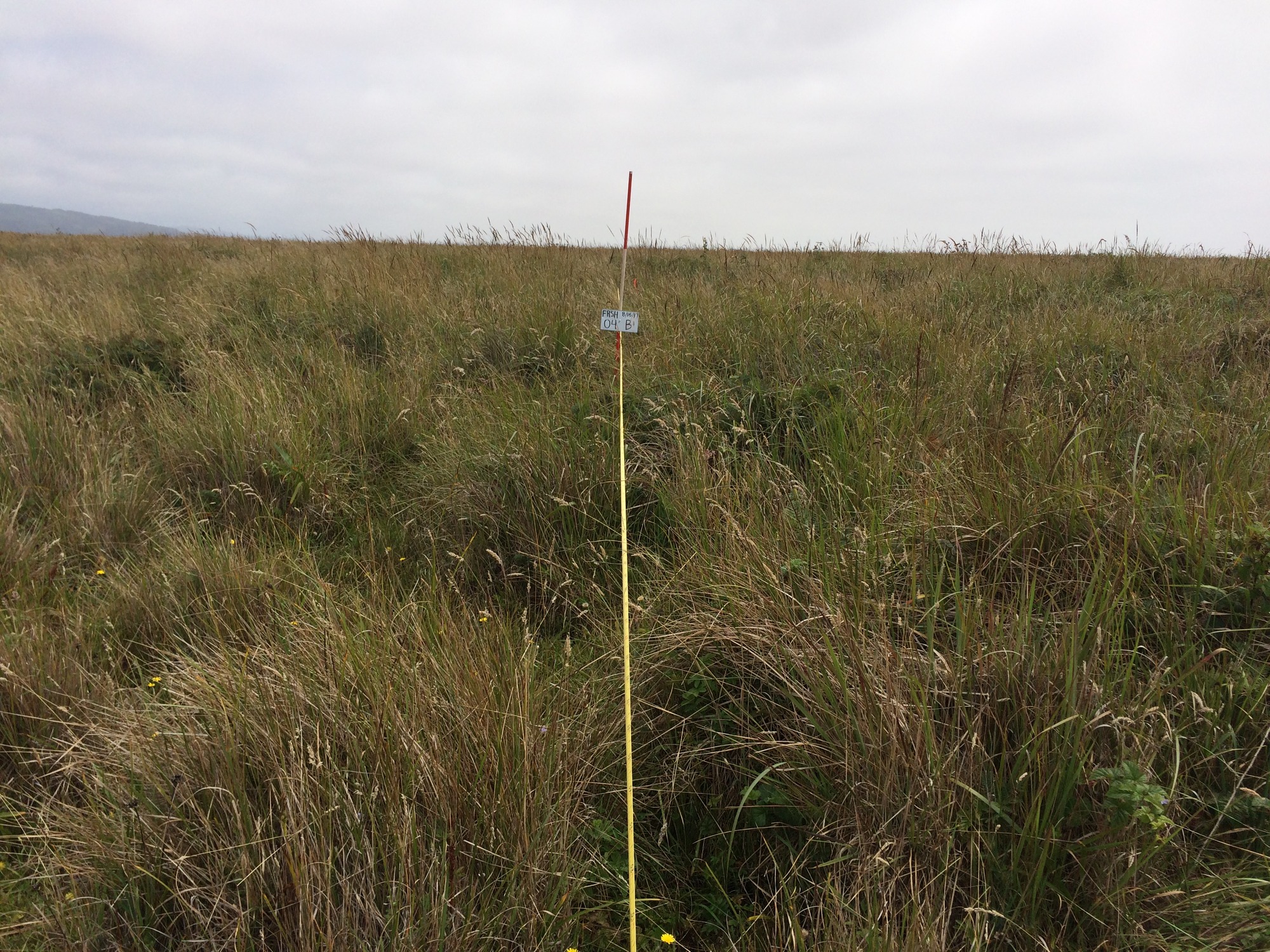 Eye-level view from the center point of a plant community monitoring plot