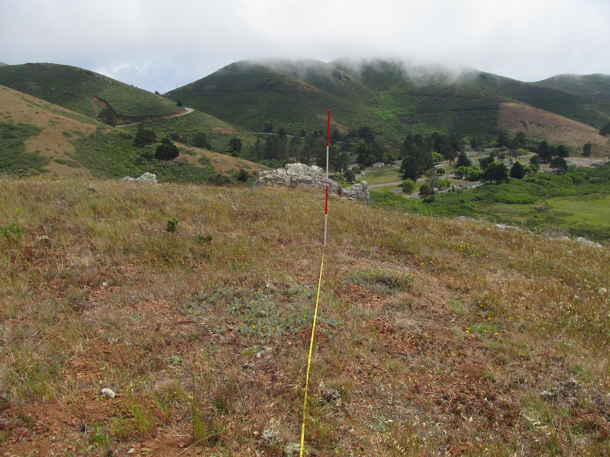 Eye-level view from the center point of a plant community monitoring plot