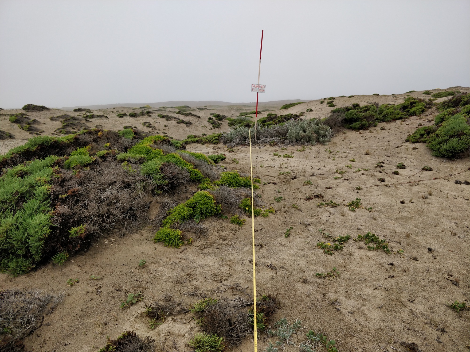 Eye-level view from the center point of a plant community monitoring plot