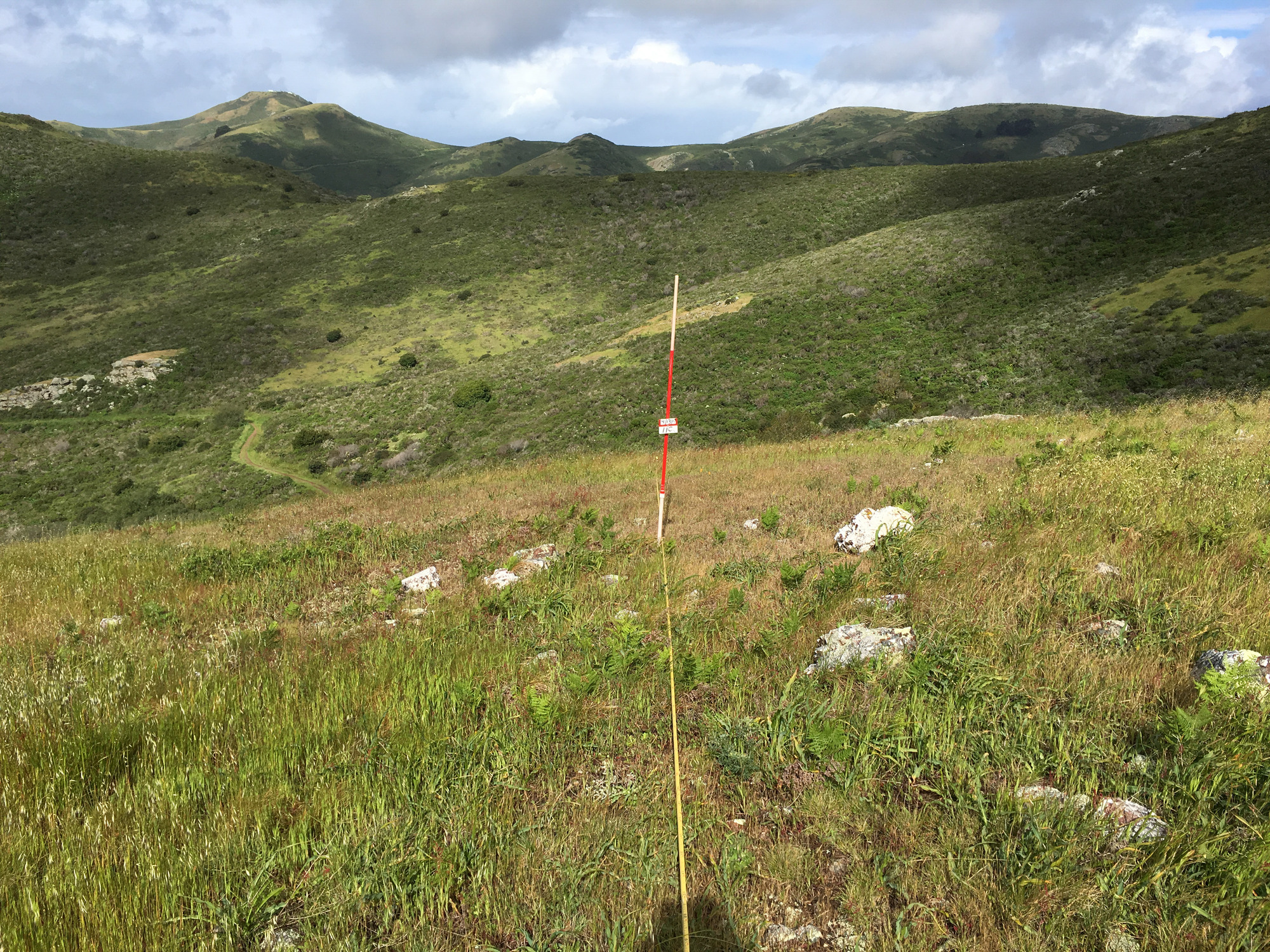 Eye-level view from the center point of a plant community monitoring plot