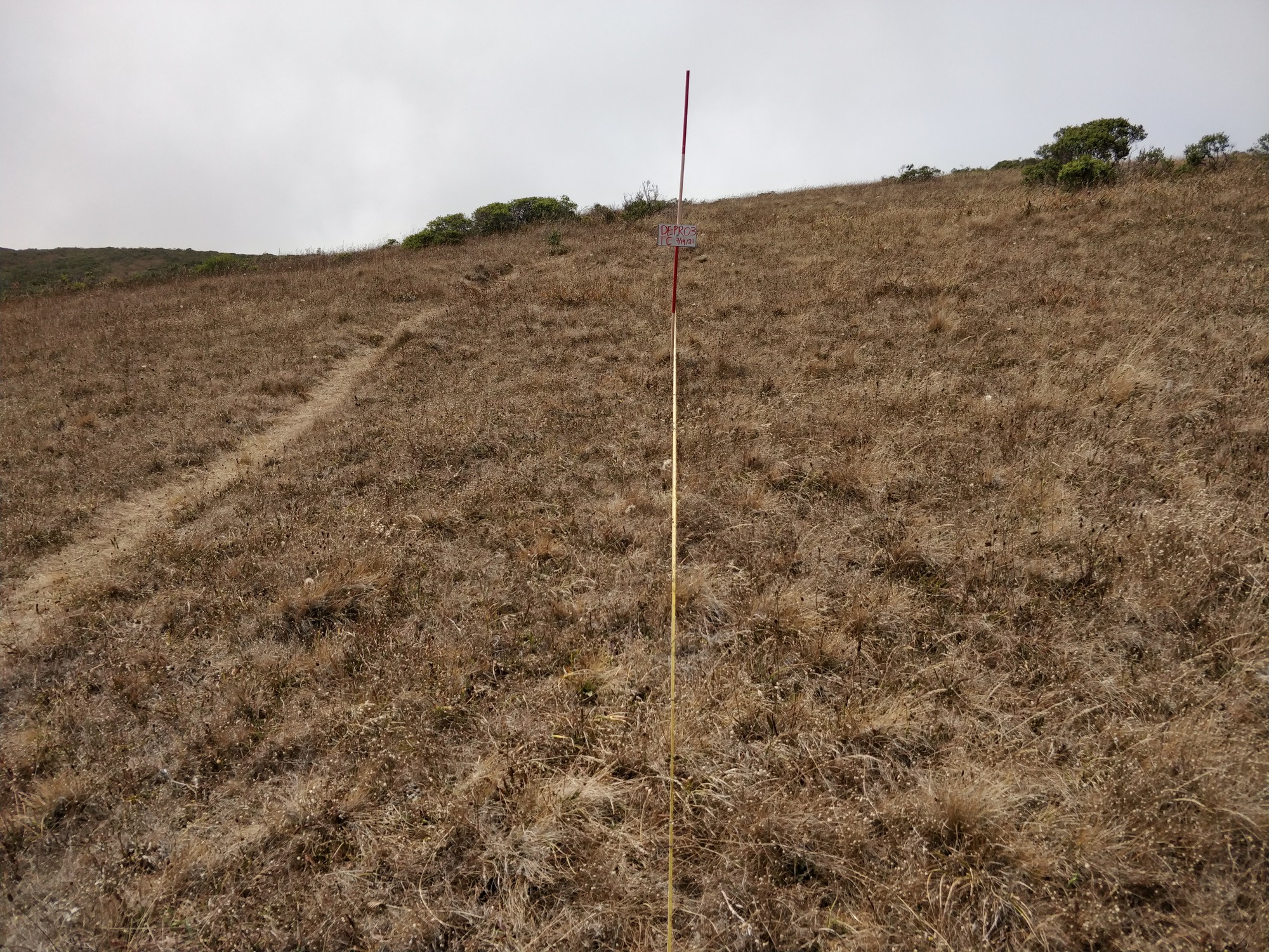 Eye-level view from the center point of a plant community monitoring plot