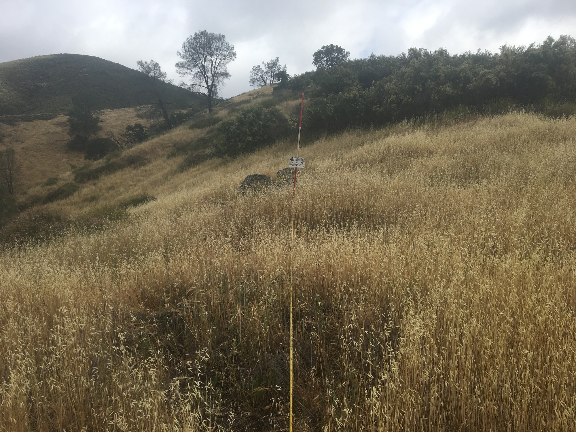 Eye-level view from the center point of a plant community monitoring plot